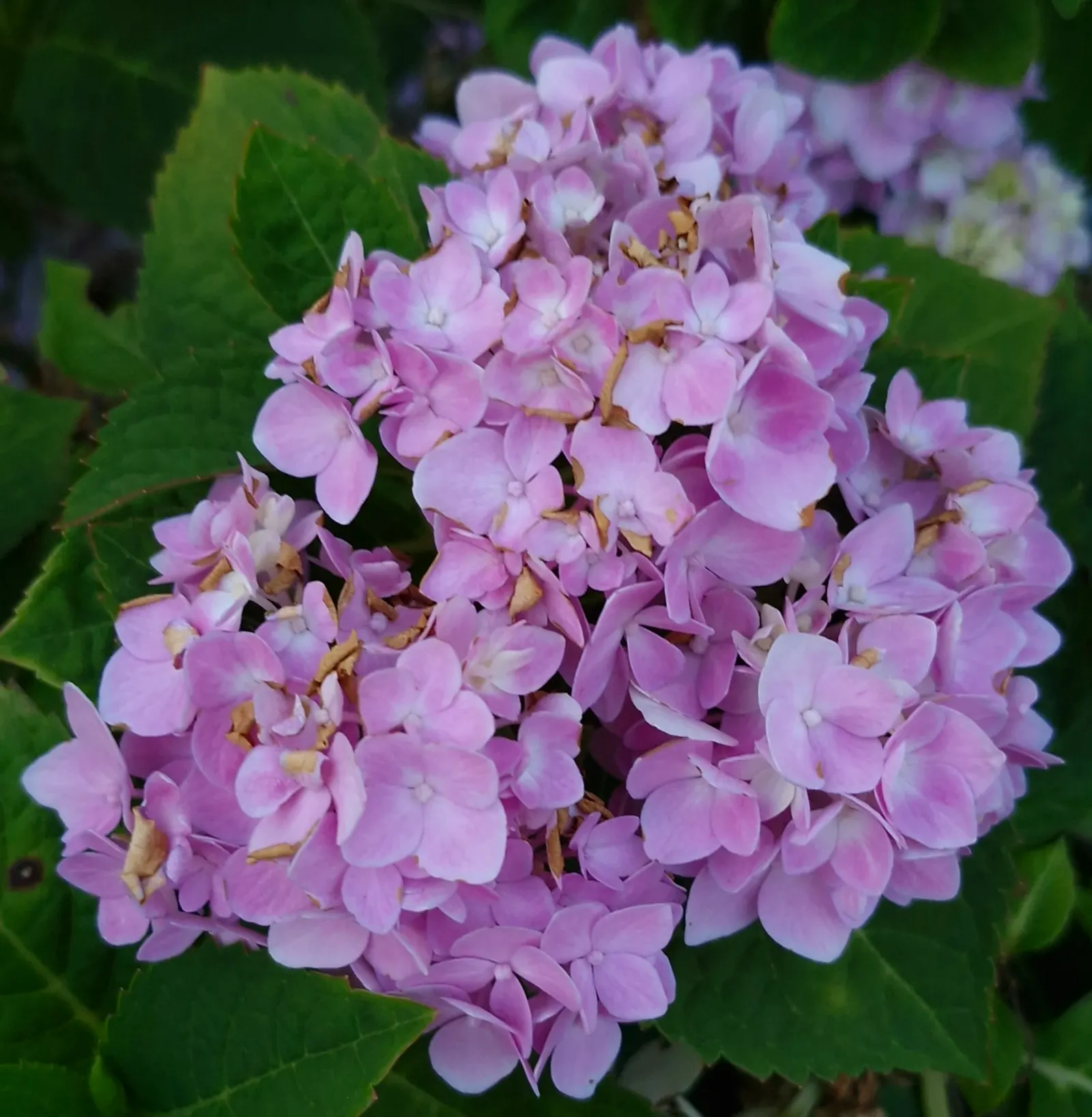 Bigleaf Hydrangea (Hydrangea Macrophylla) — which can span 4 to 12 inches across