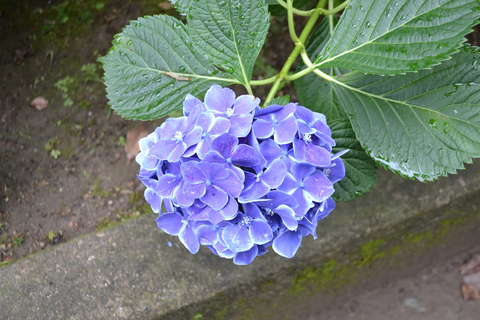 Bigleaf Hydrangea (Hydrangea Macrophylla) — while alkaline conditions produce pink blooms