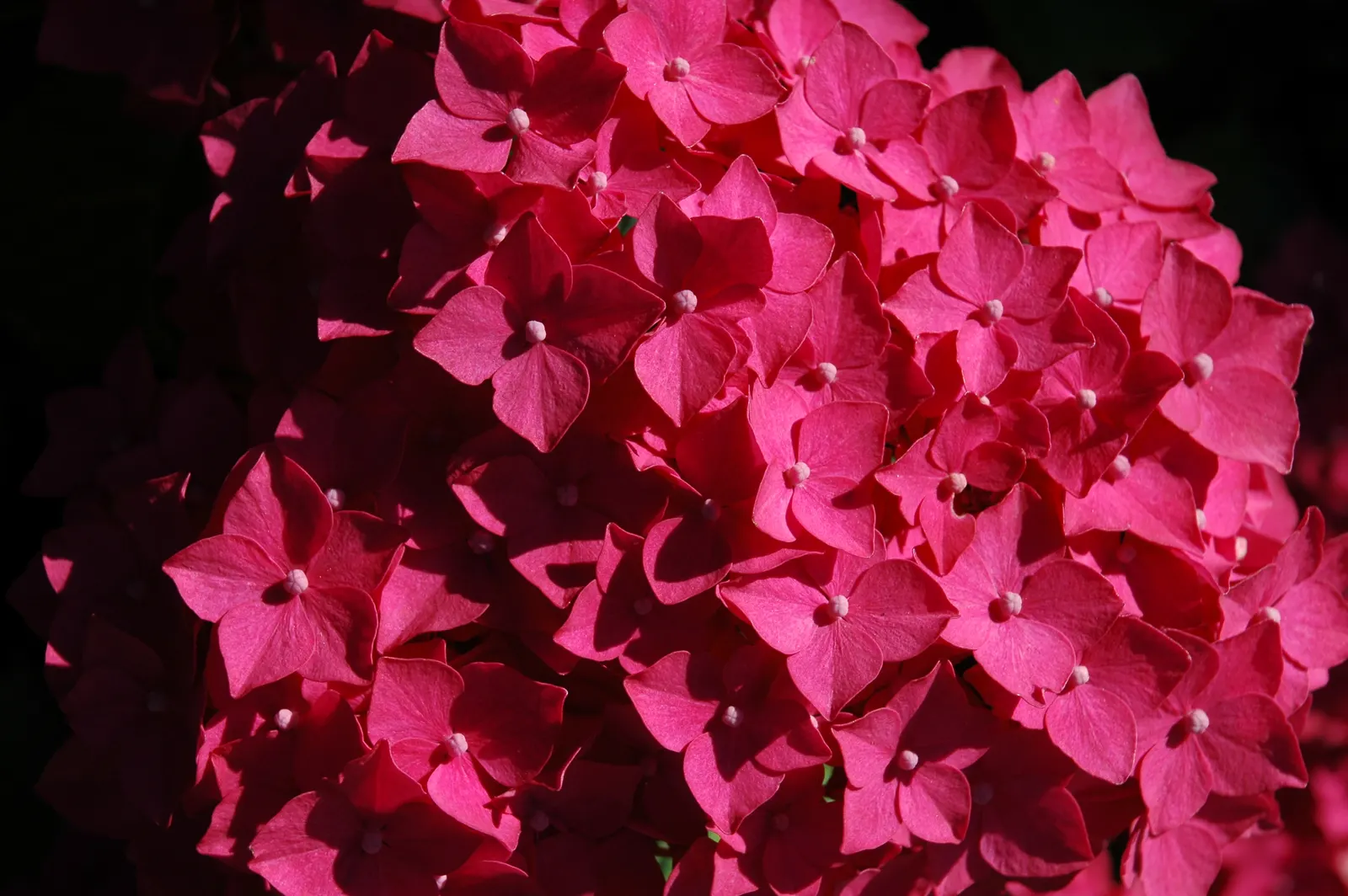 Bigleaf Hydrangea (Hydrangea Macrophylla) — showy blooms up to 12 inches across