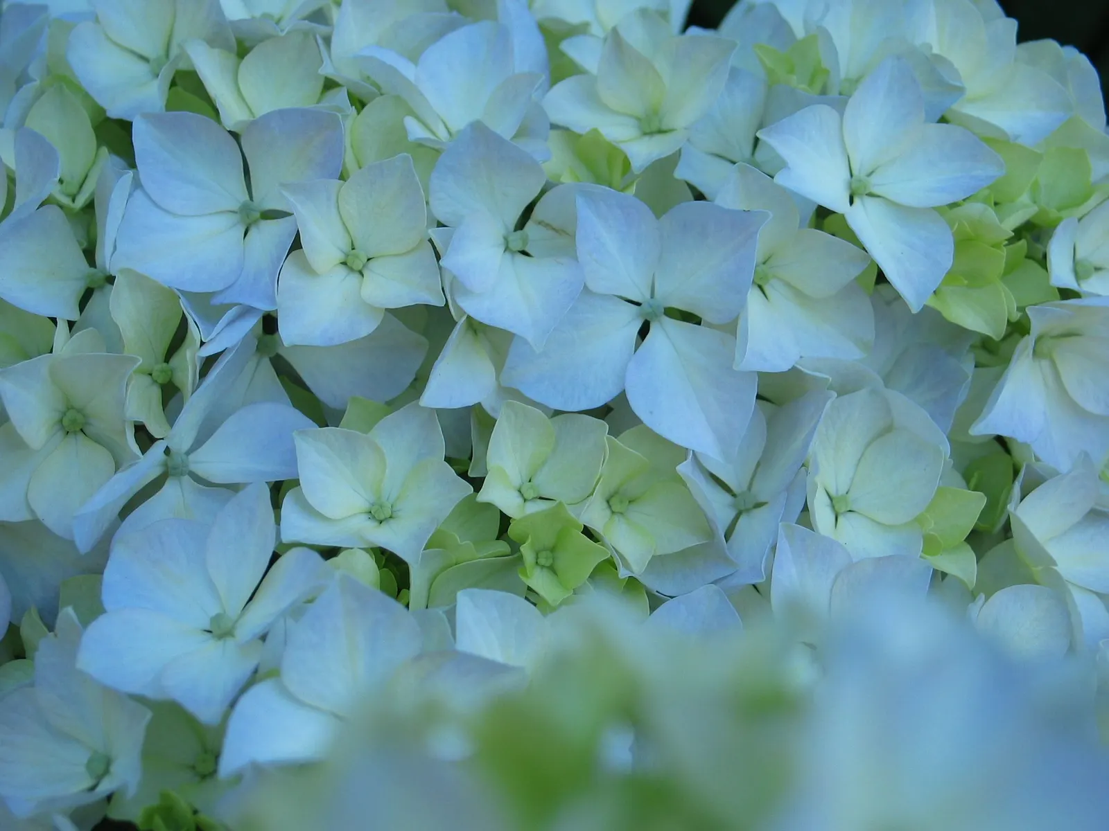 Bigleaf Hydrangea (Hydrangea Macrophylla) — blue and pink flowers in the garden; native to Japan and China, image 136