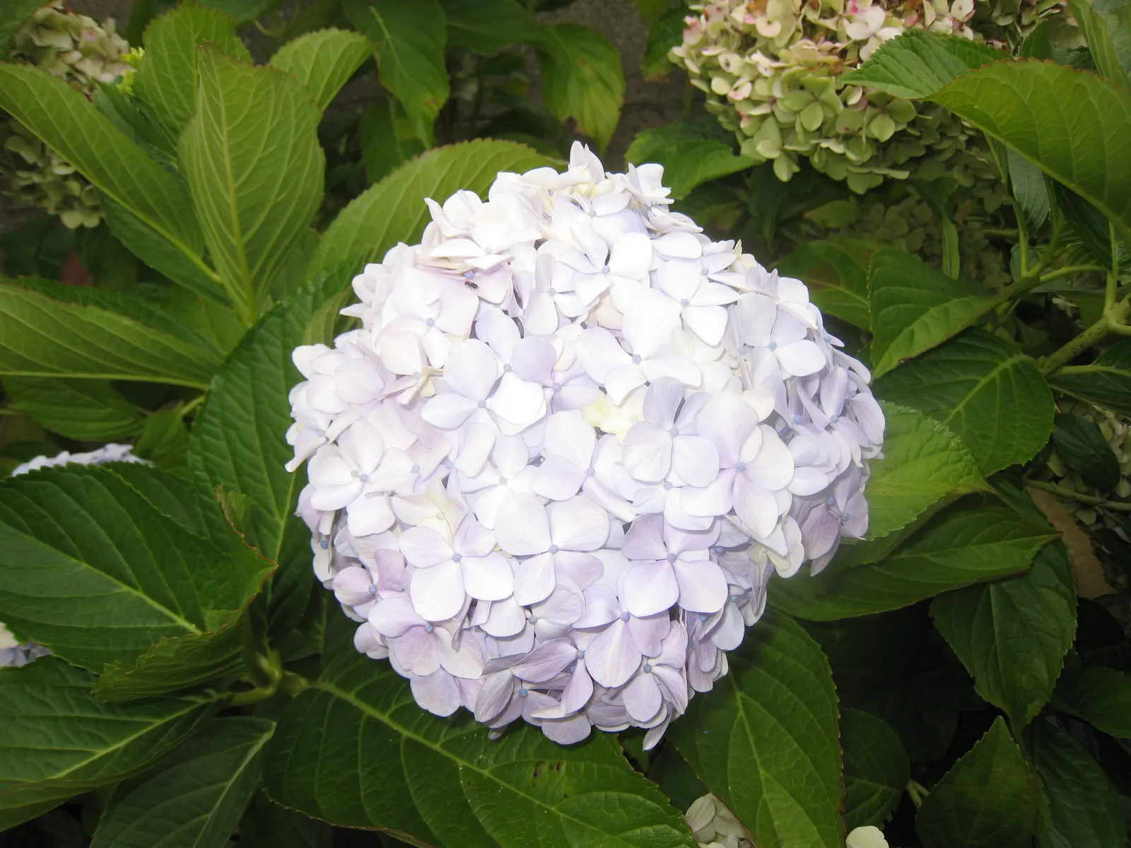 Bigleaf Hydrangea (Hydrangea Macrophylla) — shrub with blue and pink blooms