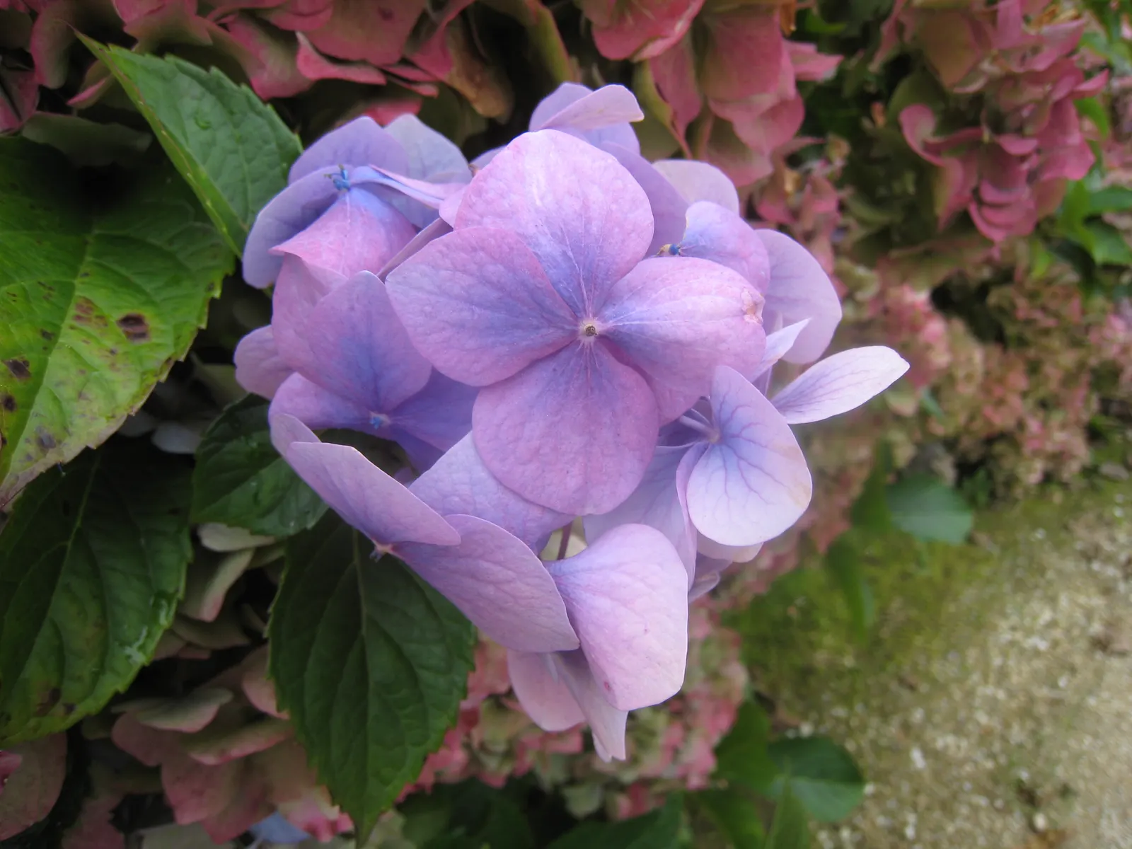 Bigleaf Hydrangea (Hydrangea Macrophylla) — and it requires moderate maintenance; bigleaf Hydrangeas prefer partial shade, image 65