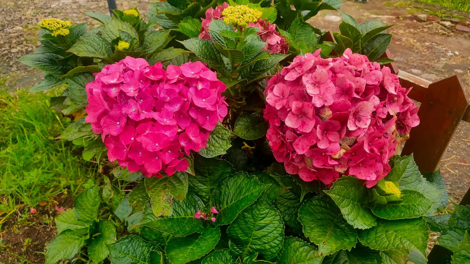 Bigleaf Hydrangea (Hydrangea Macrophylla) — although they can tolerate full sun in cooler climates if they receive adequate moisture; they thrive in, image 154