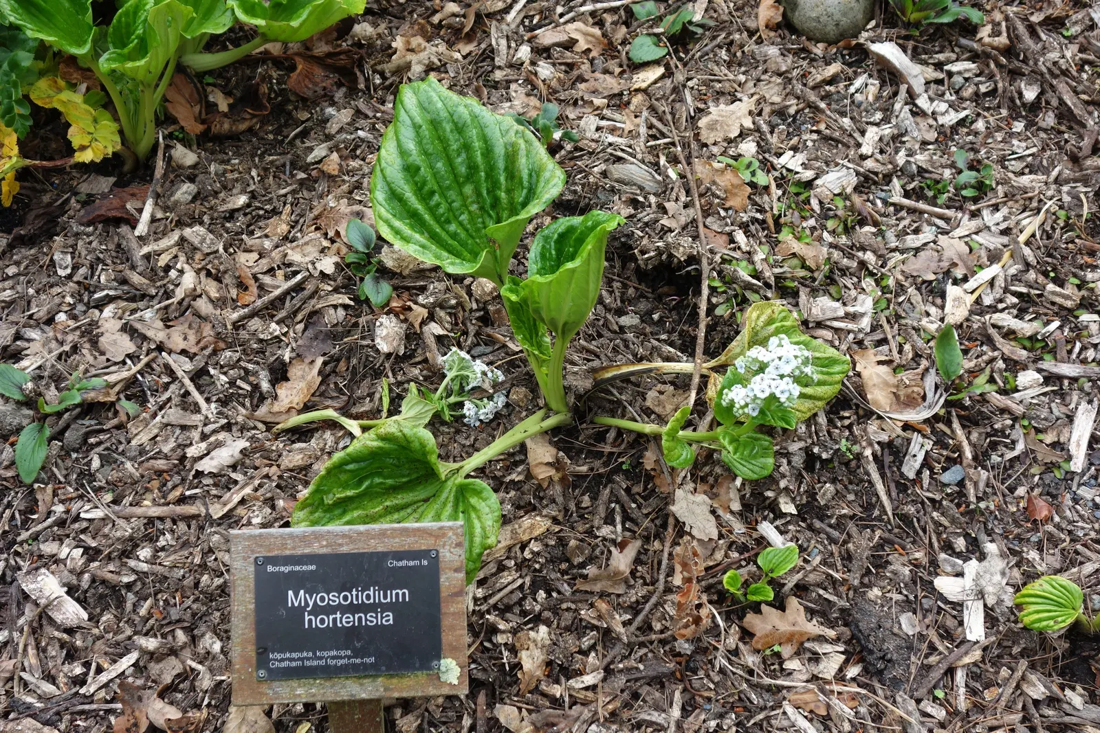 Bigleaf Hydrangea (Hydrangea Macrophylla) — depending on the soil's pH level - acidic soils yield blue flowers; and it requires moderate maintenance, image 82