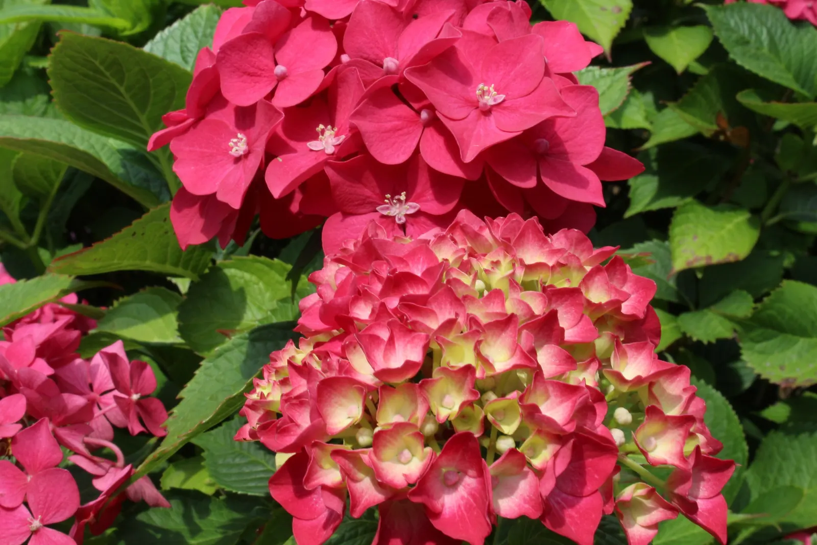 Bigleaf Hydrangea (Hydrangea Macrophylla) — blue and pink flowers in the garden; native to Japan and China, image 90