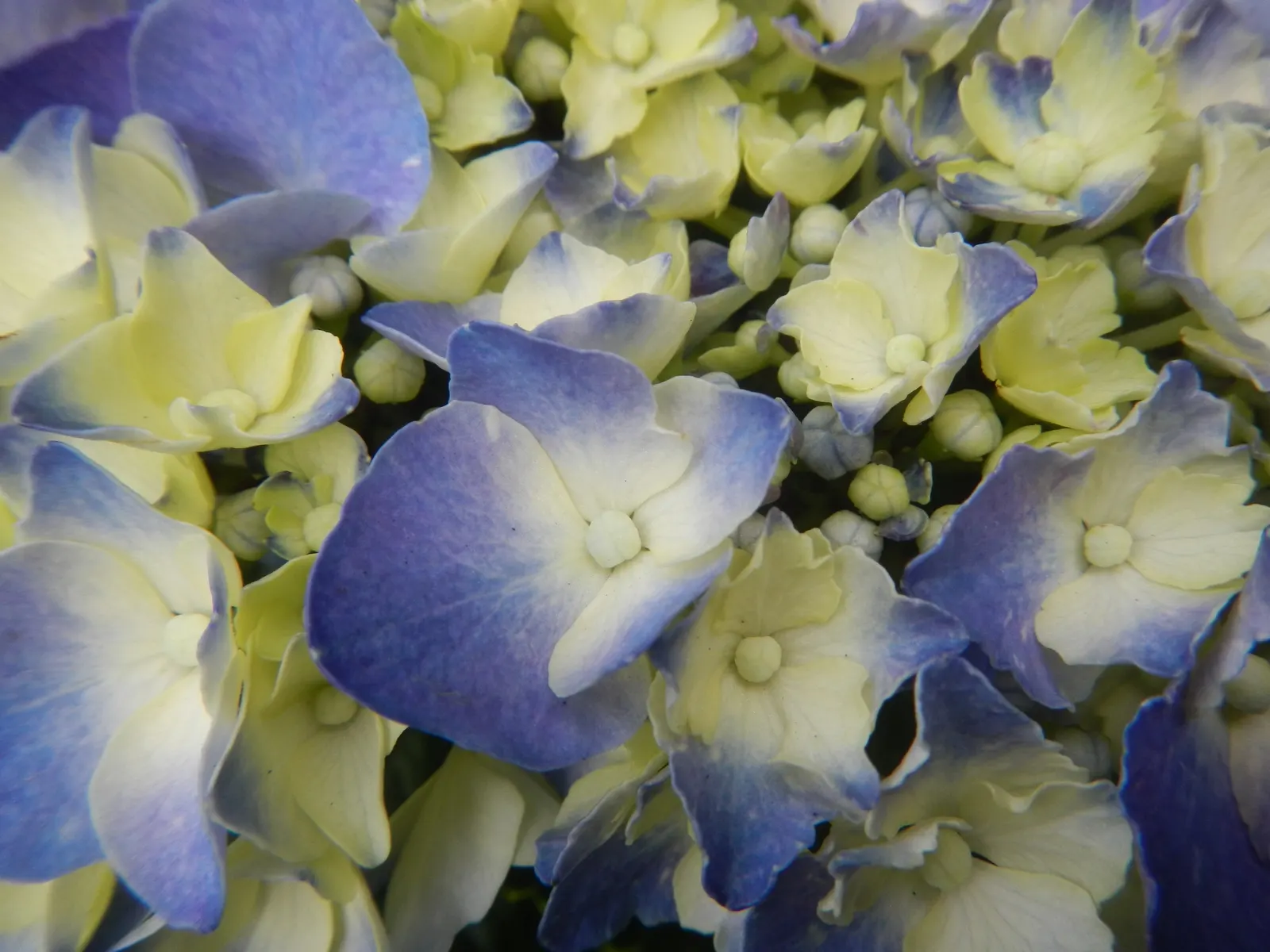 Bigleaf Hydrangea (Hydrangea Macrophylla) — is an enchanting flowering shrub that stands out as a versatile and vibrant addition to any landscape, image 166