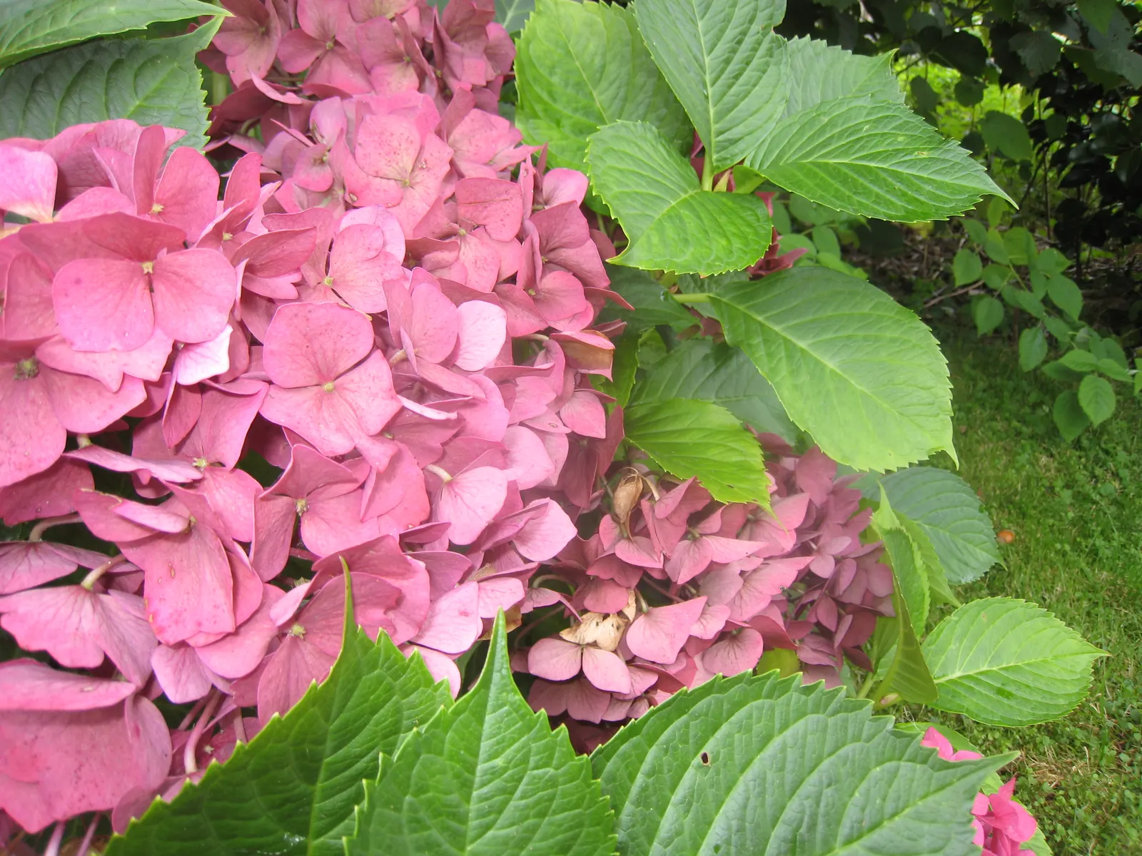 Bigleaf Hydrangea (Hydrangea Macrophylla) — is an enchanting flowering shrub that stands out as a versatile and vibrant addition to any landscape, image 74