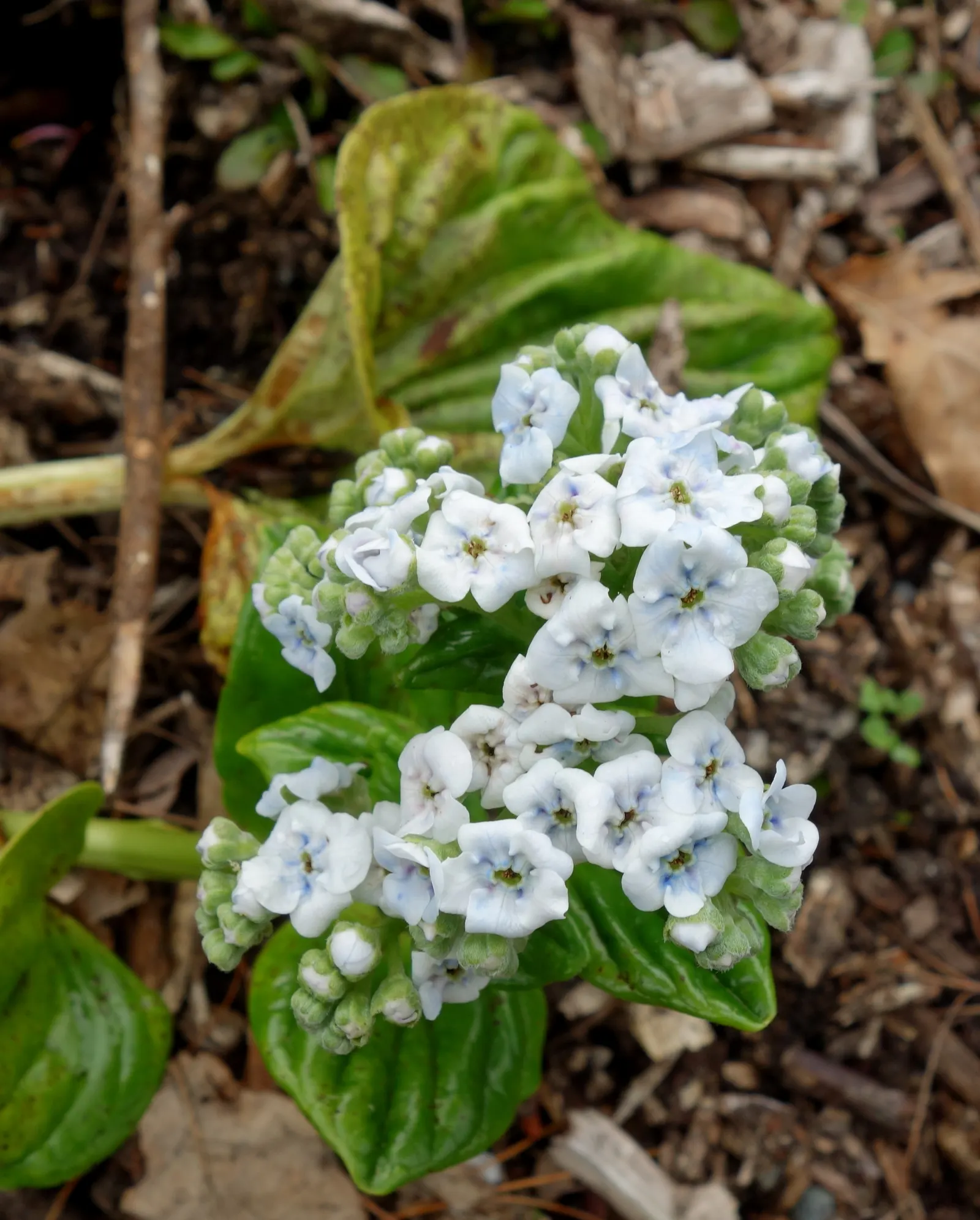 Bigleaf Hydrangea (Hydrangea Macrophylla) — They thrive in well-drained, moist soil, rich in organic matter; showy blooms up to 12 inches across