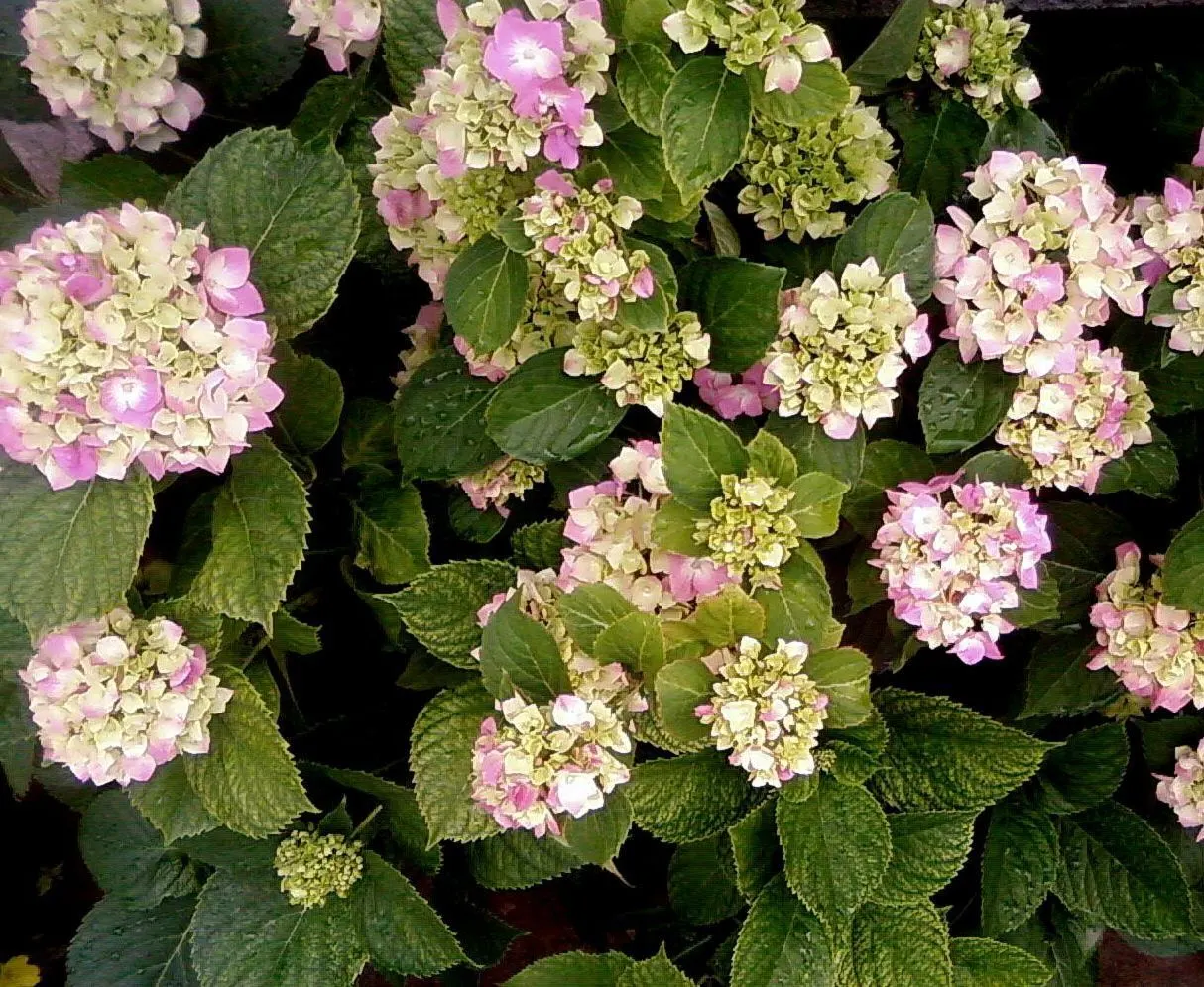 Bigleaf Hydrangea (Hydrangea Macrophylla) — while alkaline conditions produce pink blooms; ideal for partial shade, this deciduous shrub reaches, image 152