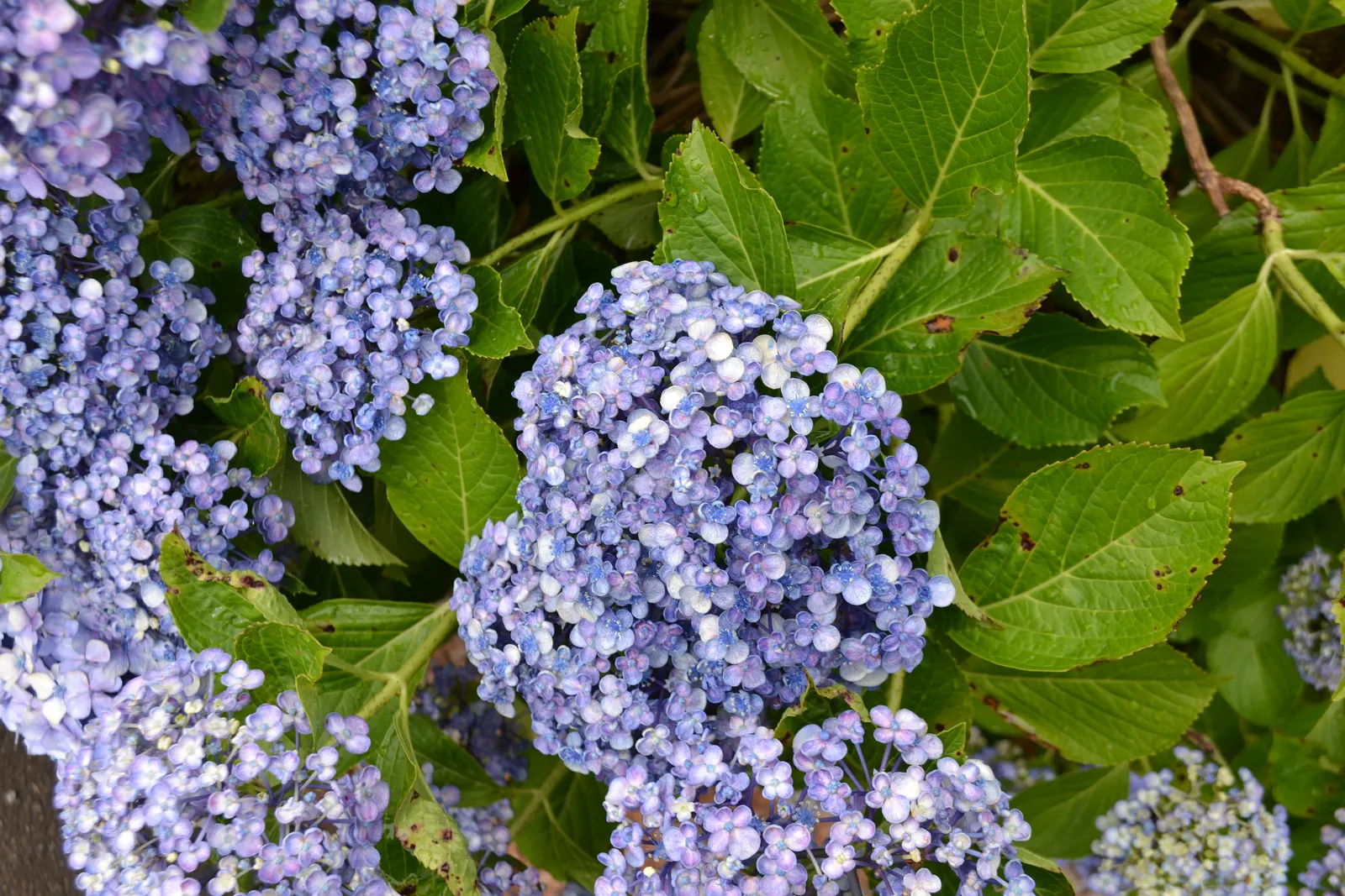 Bigleaf Hydrangea (Hydrangea Macrophylla) — broad leaves that can reach up to 6 inches in length; shrub for half or shade, image 168