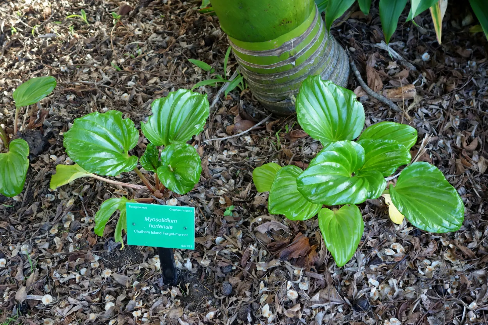 Bigleaf Hydrangea (Hydrangea Macrophylla) — making it a delightful choice for both aesthetics and conversation among garden enthusiasts; shrub with, image 66