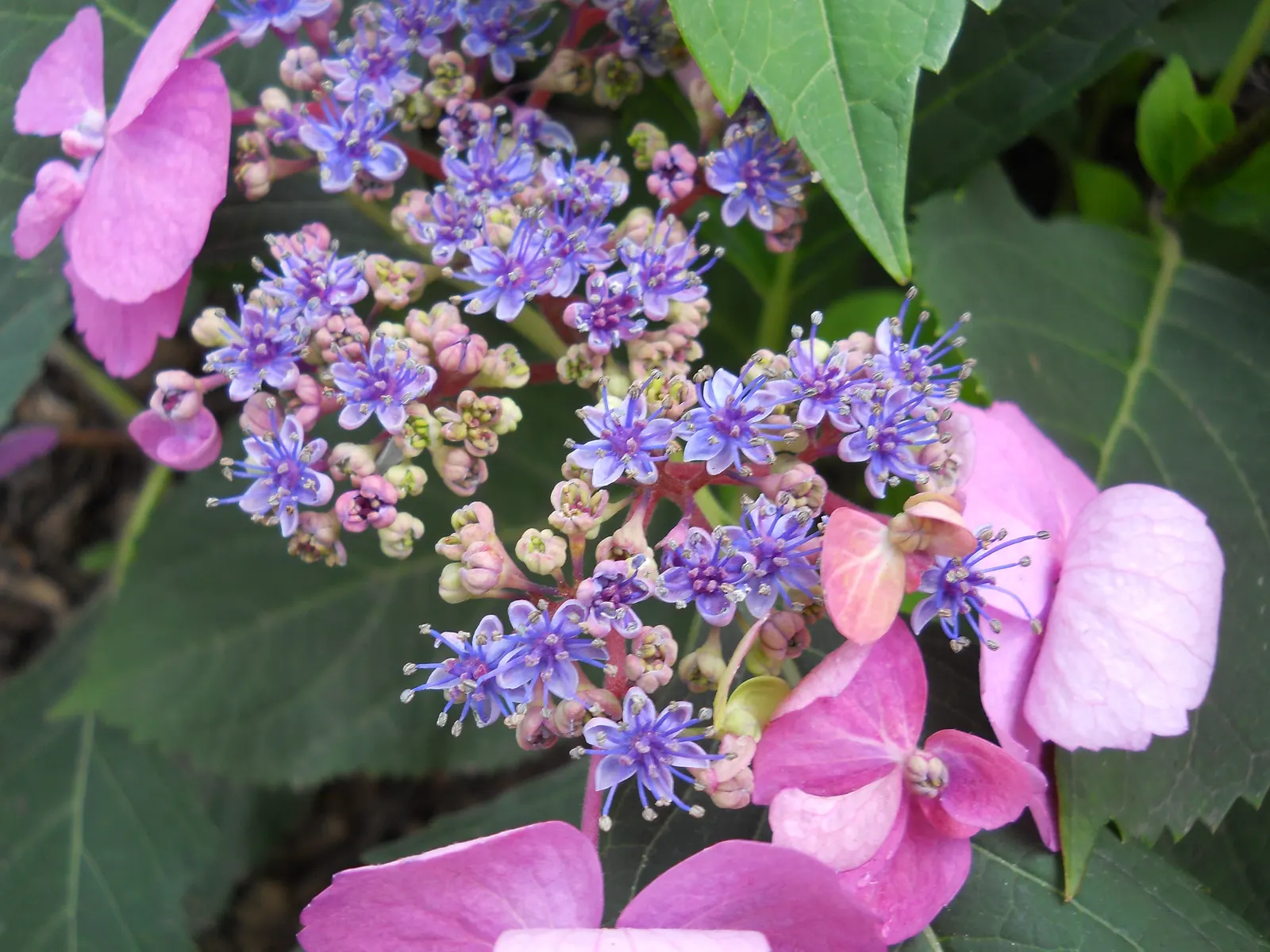 Bigleaf Hydrangea (Hydrangea Macrophylla) — These blooms appear from early summer to fall; is an enchanting flowering shrub that stands out as a, image 103