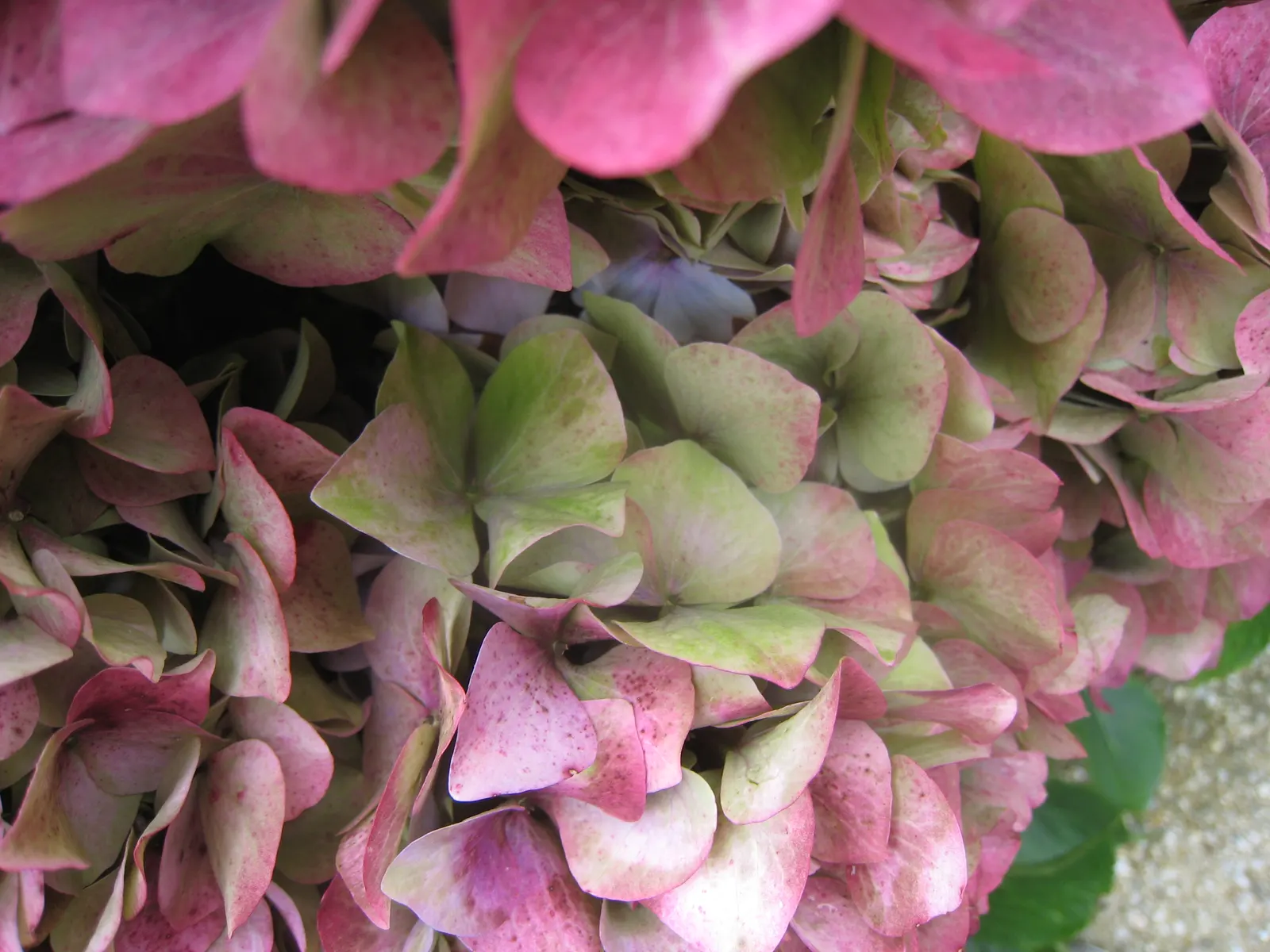 Bigleaf Hydrangea (Hydrangea Macrophylla) — Its rounded growth habit offers an ample display of large flower clusters; while alkaline conditions produce pink