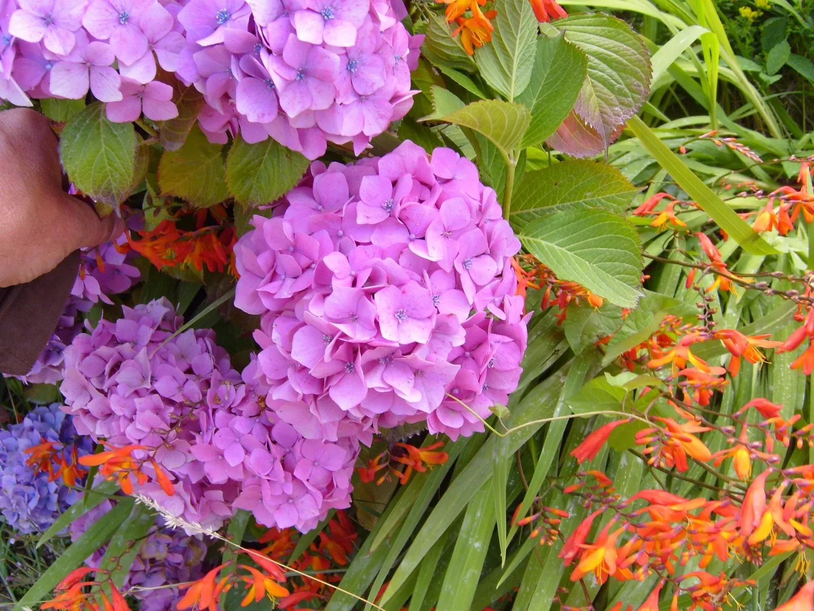 Bigleaf Hydrangea (Hydrangea Macrophylla) — The plant's hardiness zones range from 6 to 9; lush presence in garden spaces, image 133