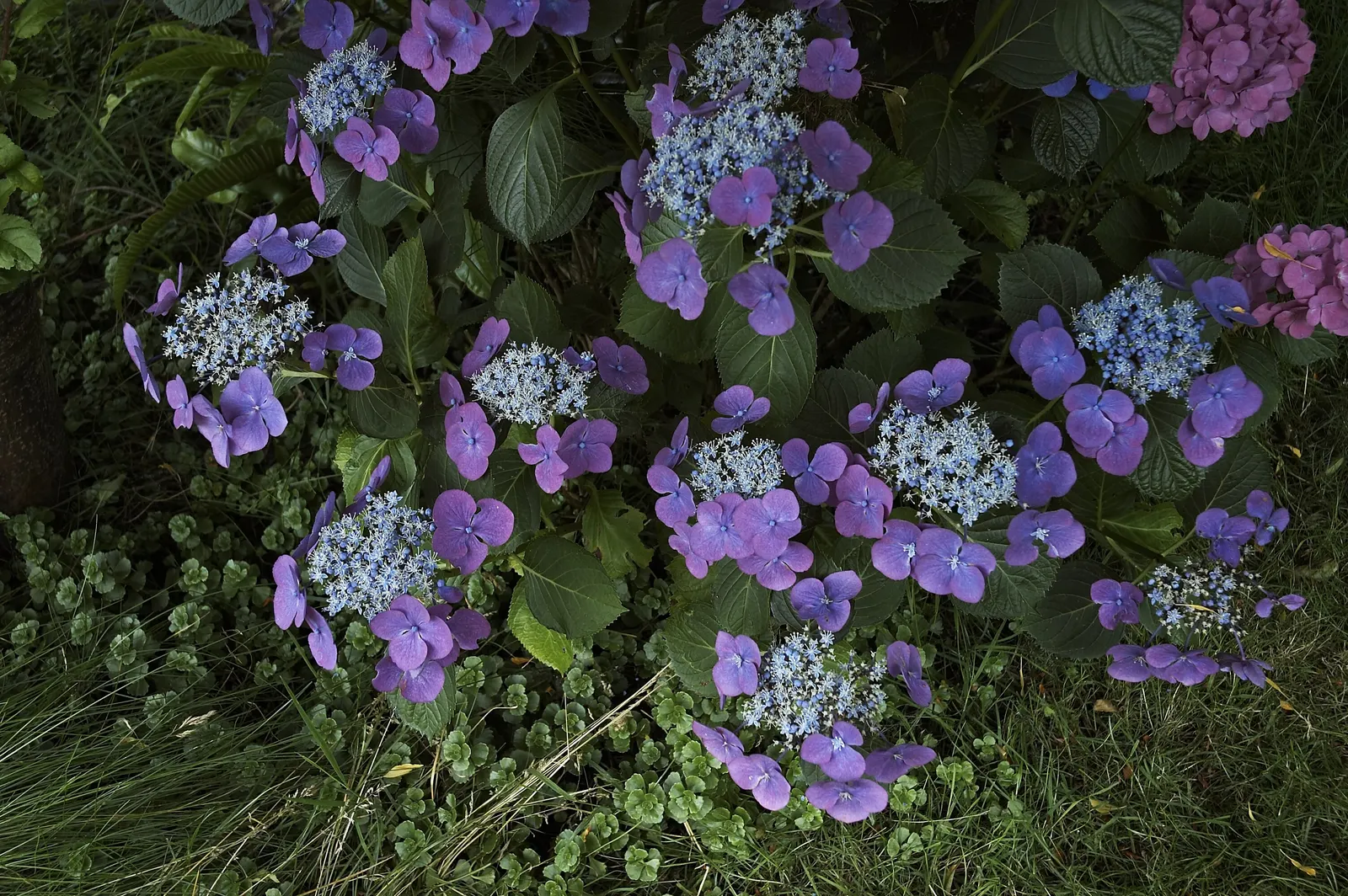 Bigleaf Hydrangea (Hydrangea Macrophylla) — The plant's hardiness zones range from 6 to 9