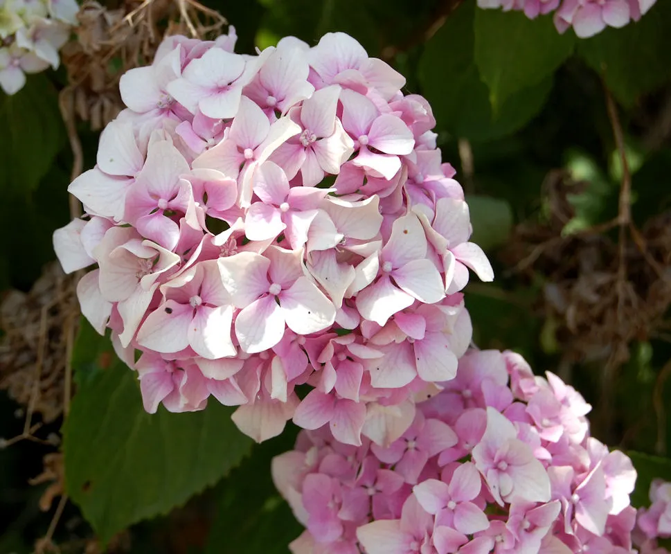 Bigleaf Hydrangea (Hydrangea Macrophylla) — which can span 4 to 12 inches across; blue and pink flowers in the garden, image 102