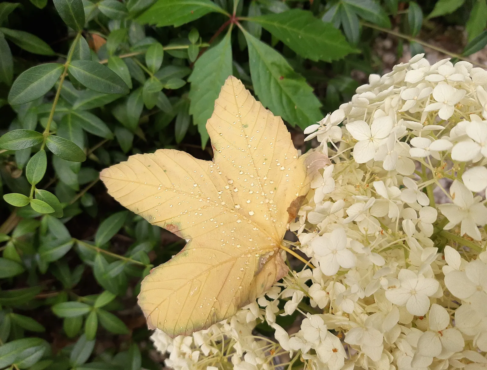 Bigleaf Hydrangea (Hydrangea Macrophylla) — with colors ranging from pink to blue depending on soil pH; these blooms appear from early summer to, image 163