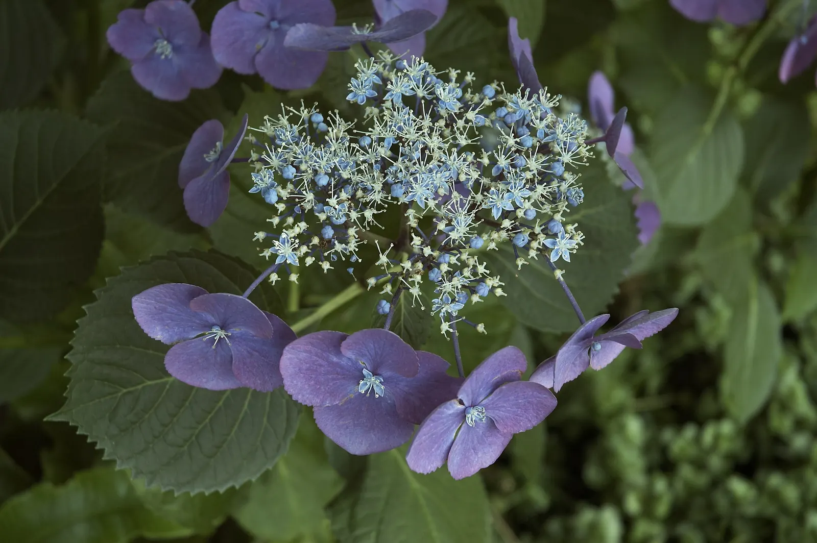Bigleaf Hydrangea (Hydrangea Macrophylla) — with colors ranging from pink to blue depending on soil pH; these blooms appear from early summer to, image 48
