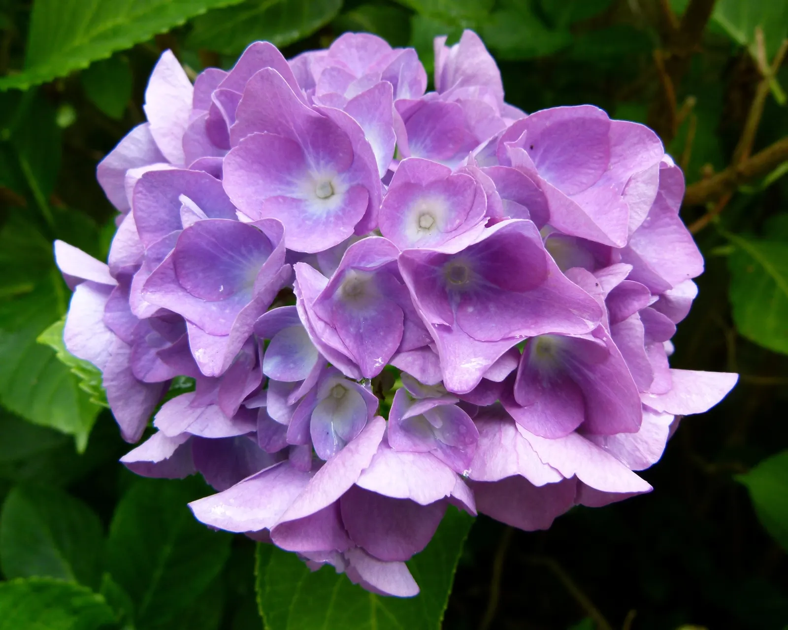 Bigleaf Hydrangea (Hydrangea Macrophylla) — showy blooms up to 12 inches across; it prefers well-drained, moist soil and thrives in USDA zones 6-9, image 139