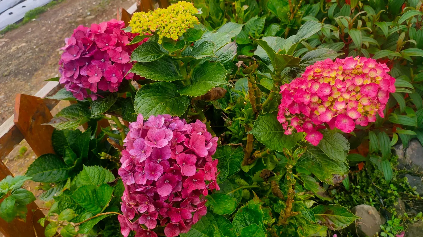 Bigleaf Hydrangea (Hydrangea Macrophylla) — shrub with blue and pink blooms; depending on the soil's pH level - acidic soils yield blue flowers, image 114