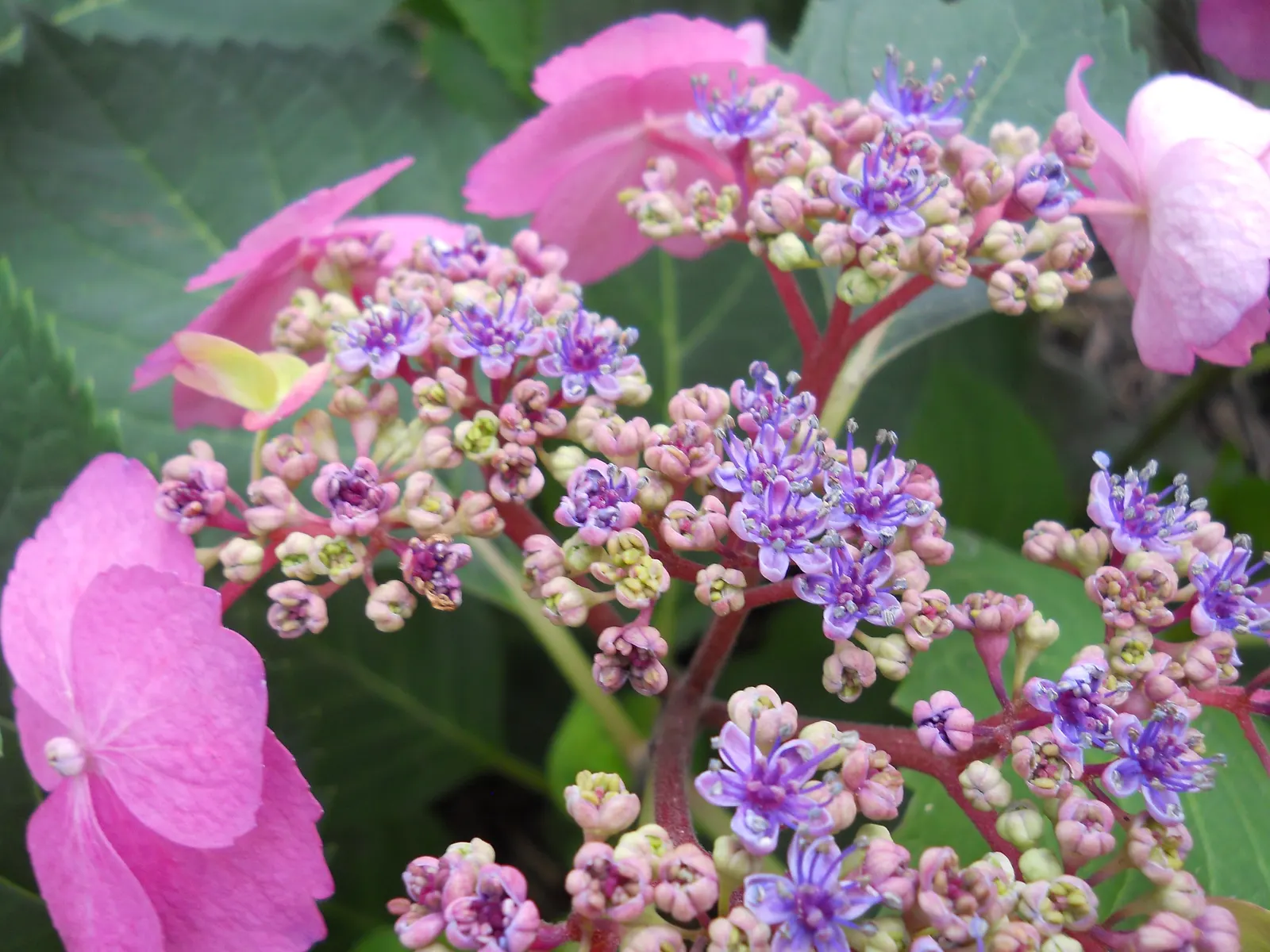 Bigleaf Hydrangea (Hydrangea Macrophylla) — native to Japan and China; although they can tolerate full sun in cooler climates if they receive, image 75