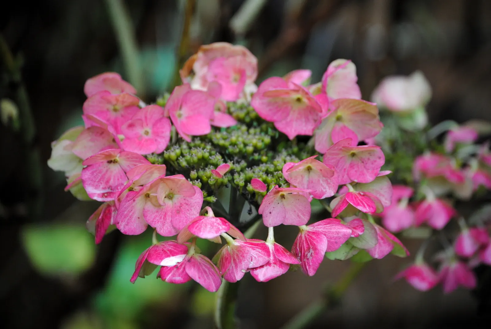 Bigleaf Hydrangea (Hydrangea Macrophylla) — native to Japan and China; although they can tolerate full sun in cooler climates if they receive, image 121