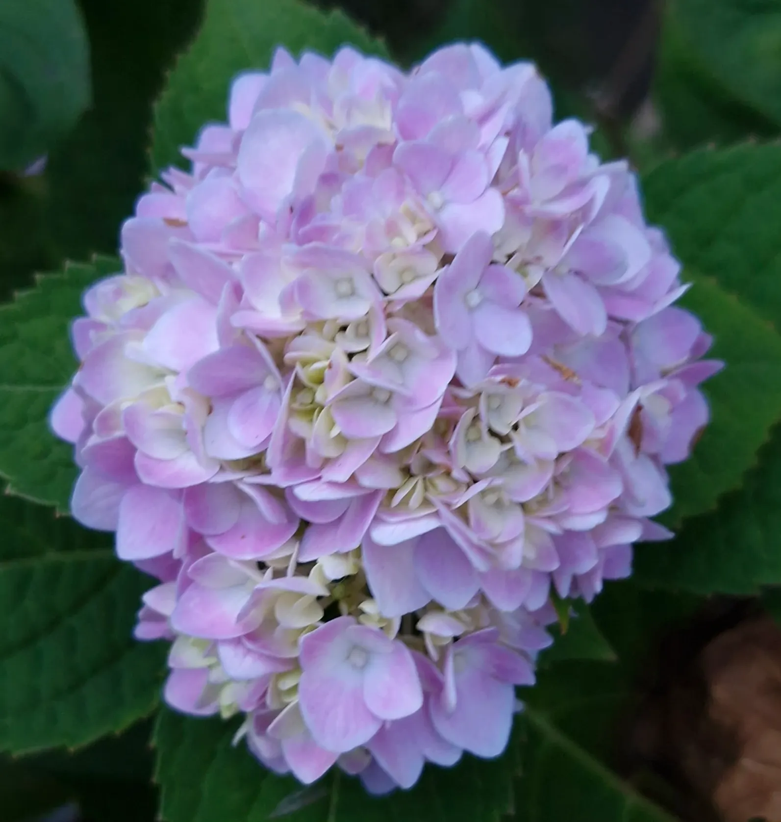 Bigleaf Hydrangea (Hydrangea Macrophylla) — blue and pink flowers in the garden; native to Japan and China, image 67