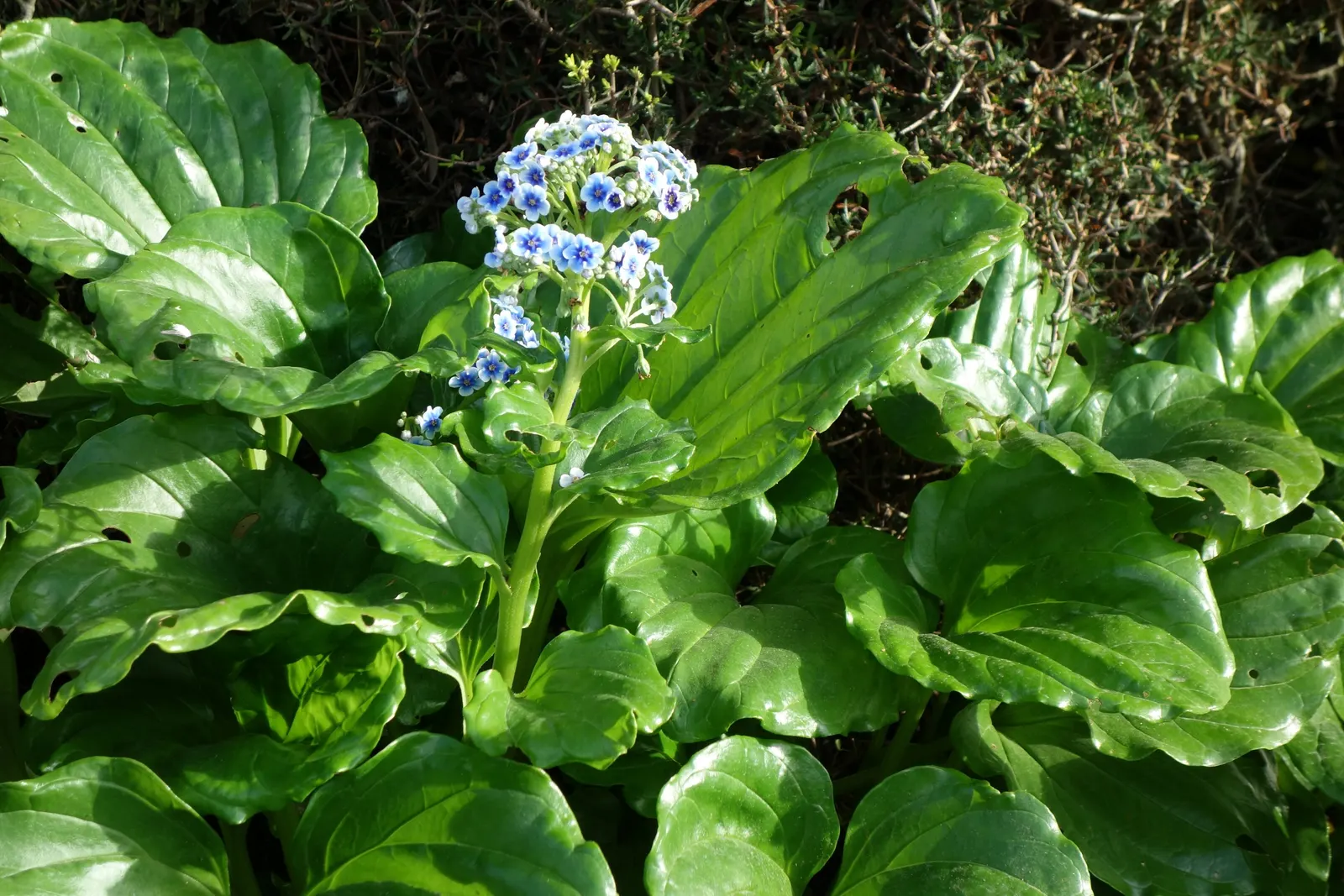 Bigleaf Hydrangea (Hydrangea Macrophylla) — displaying hues that range from deep blue to pink, image 58