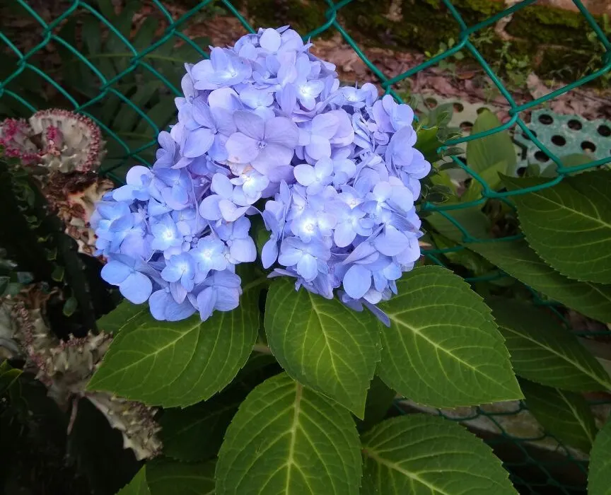 Bigleaf Hydrangea (Hydrangea Macrophylla) — shrub with blue and pink blooms; depending on the soil's pH level - acidic soils yield blue flowers, image 91