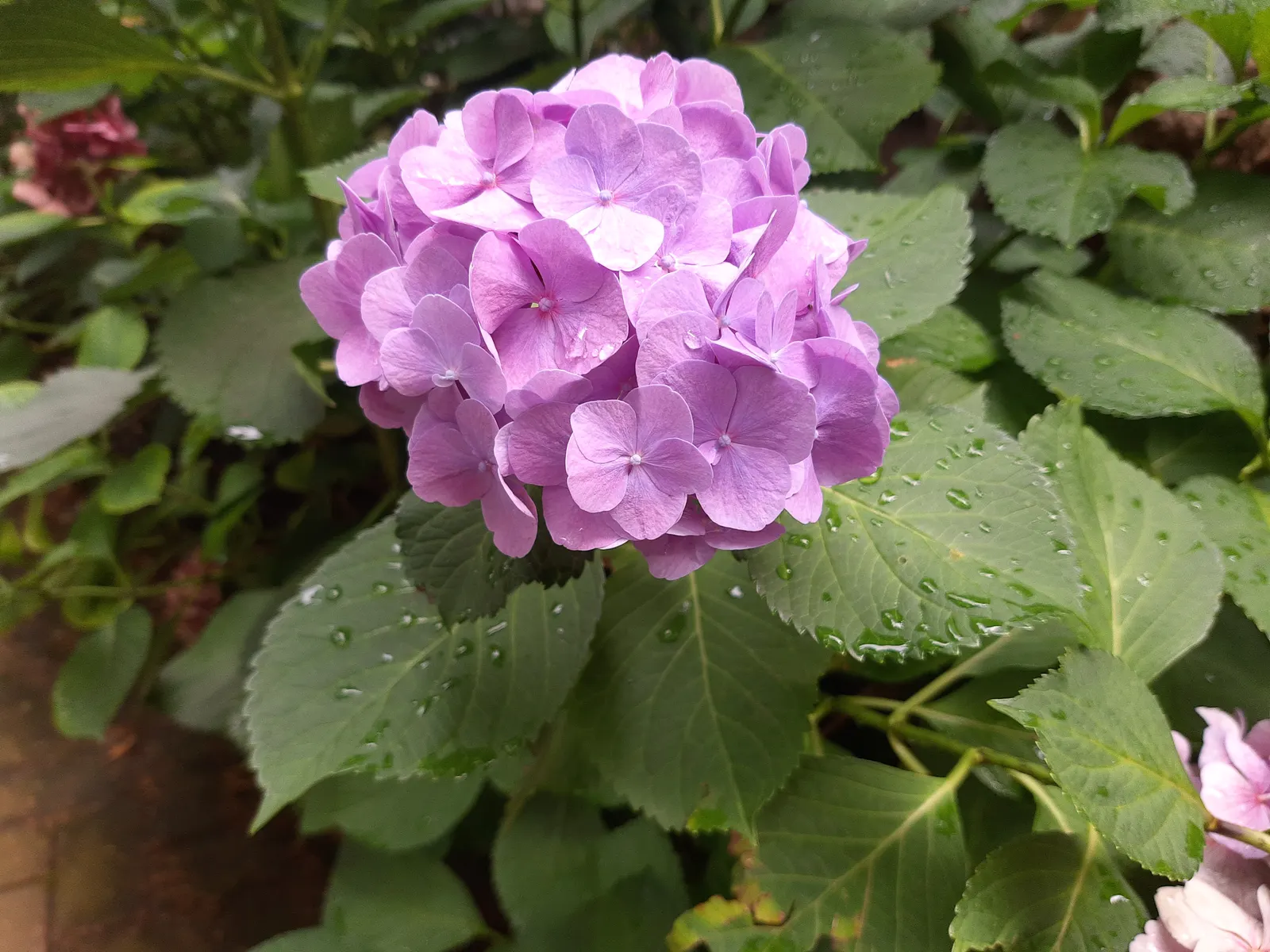Bigleaf Hydrangea (Hydrangea Macrophylla) — shrub for half or shade; making it a delightful choice for both aesthetics and conversation among, image 138