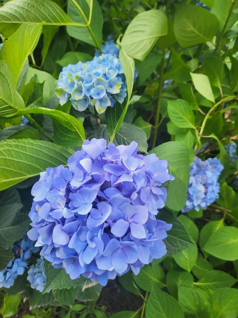Bigleaf Hydrangea (Hydrangea Macrophylla) — These blooms appear from early summer to fall