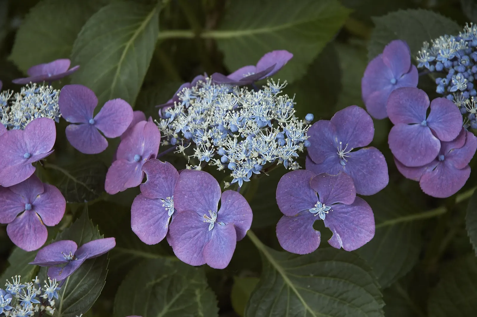 Bigleaf Hydrangea (Hydrangea Macrophylla) — Ideal for partial shade, this deciduous shrub reaches 3-6 feet in height and width; the plant's, image 72