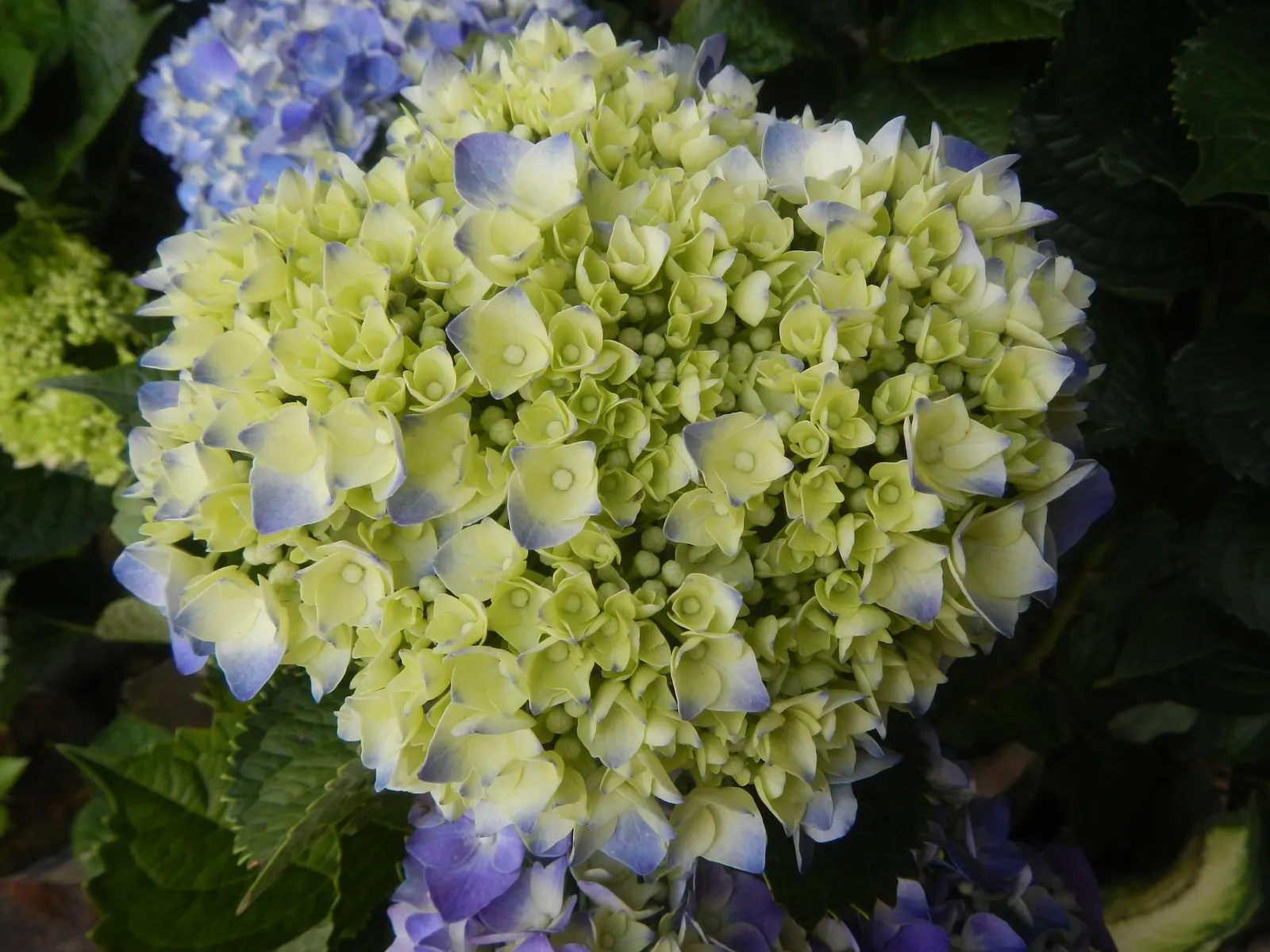 Bigleaf Hydrangea (Hydrangea Macrophylla) — blue and pink flowers in the garden