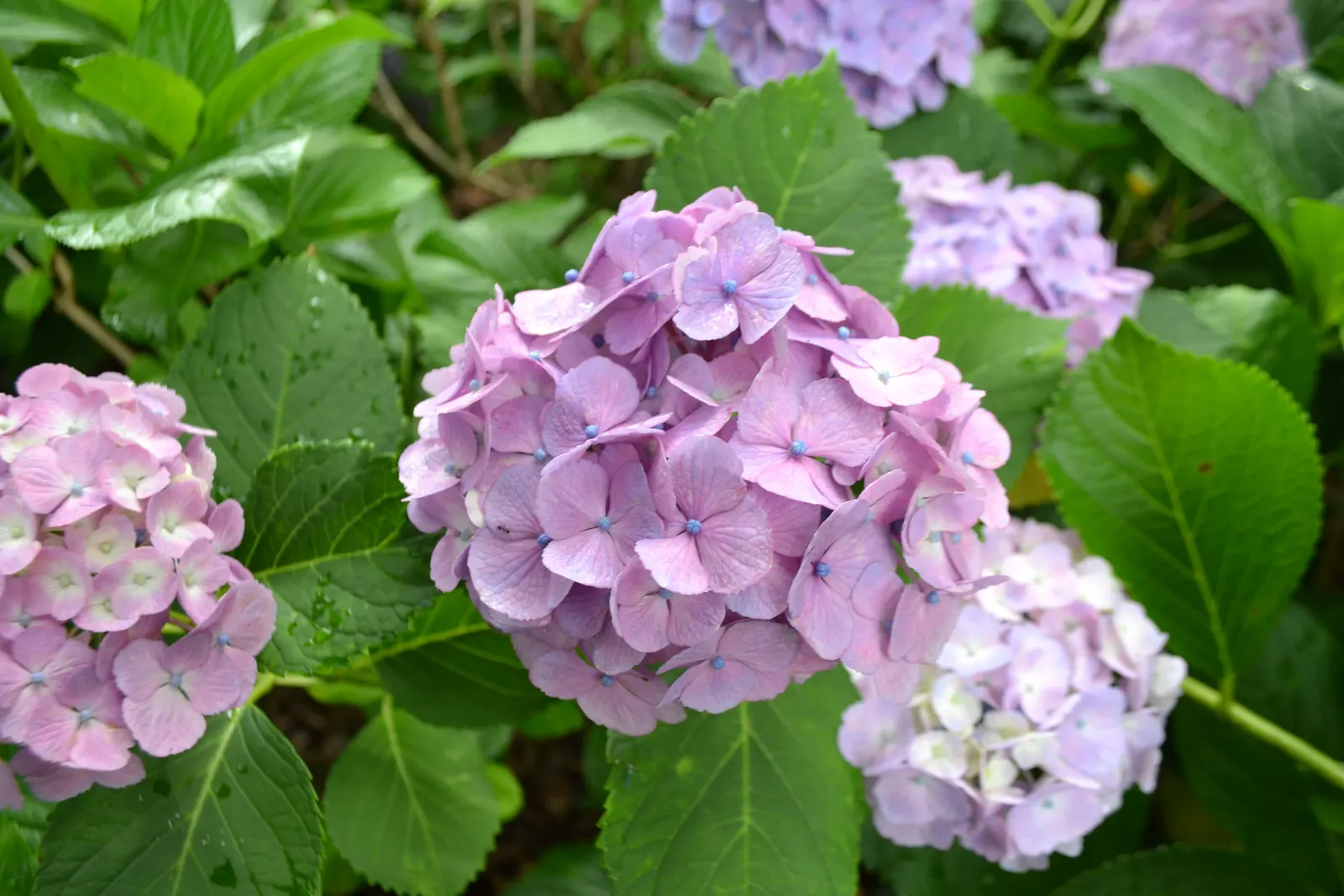 Bigleaf Hydrangea (Hydrangea Macrophylla) — which can span 4 to 12 inches across; blue and pink flowers in the garden, image 148