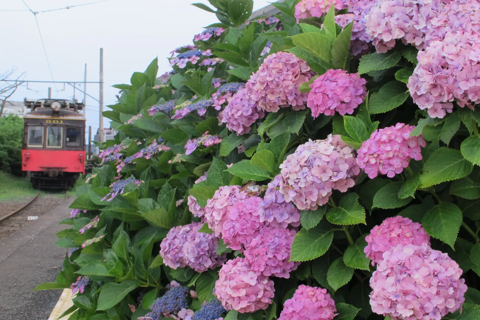 Bigleaf Hydrangea (Hydrangea Macrophylla) — although they can tolerate full sun in cooler climates if they receive adequate moisture; they thrive in, image 62