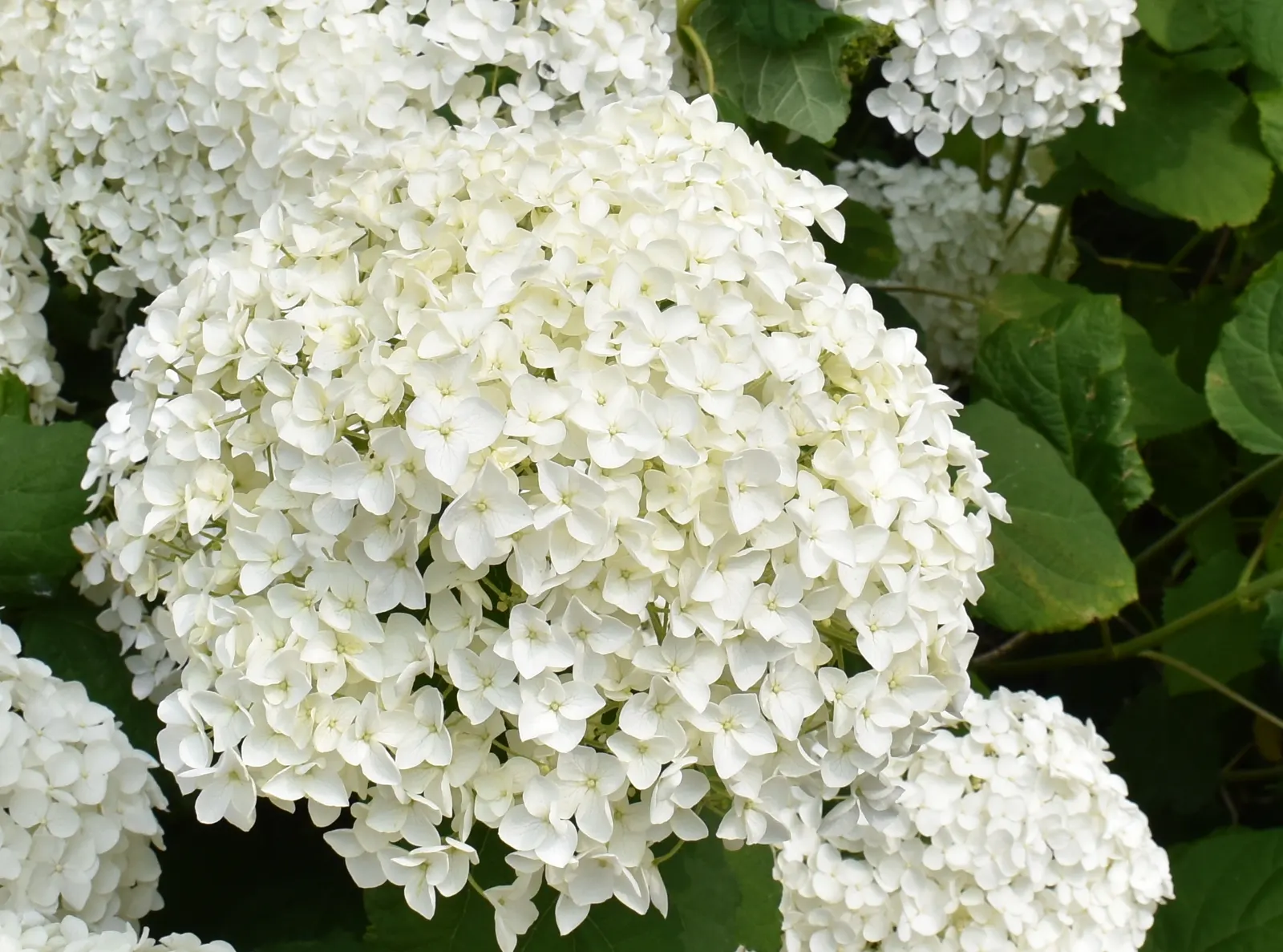 Bigleaf Hydrangea (Hydrangea Macrophylla) — lush presence in garden spaces; broad leaves that can reach up to 6 inches in length, image 77