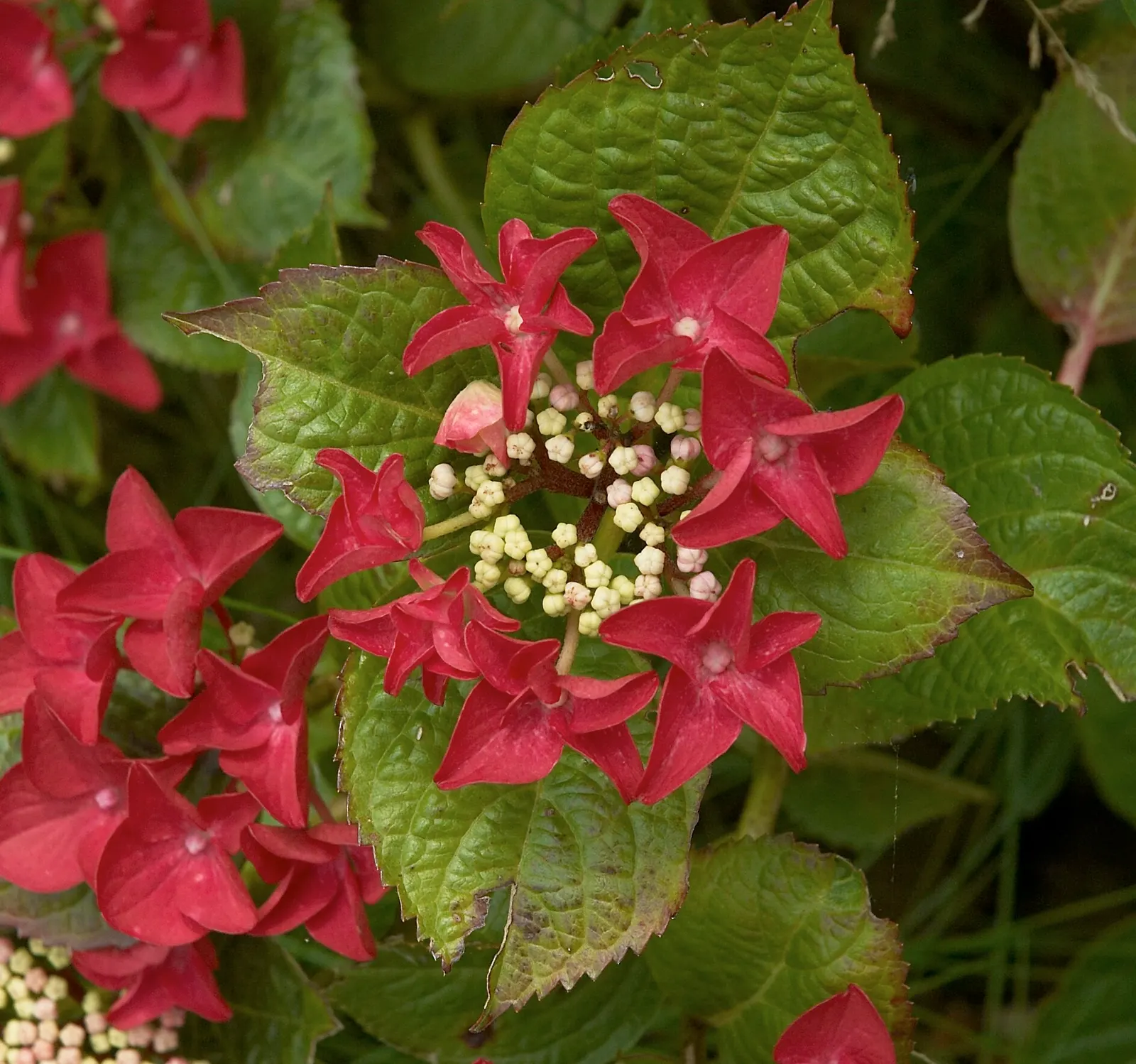 Bigleaf Hydrangea (Hydrangea Macrophylla) — making it a delightful choice for both aesthetics and conversation among garden enthusiasts; shrub with, image 112