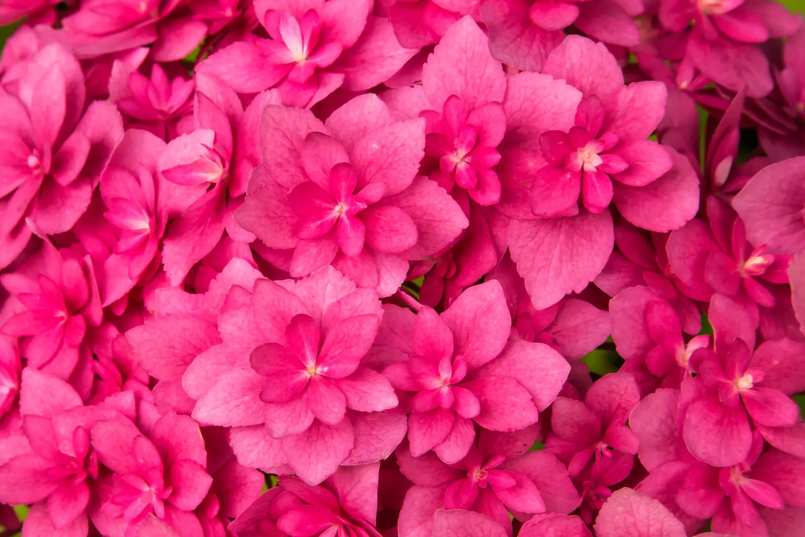 Bigleaf Hydrangea (Hydrangea Macrophylla) — They thrive in well-drained, moist soil, rich in organic matter; showy blooms up to 12 inches across, image 132