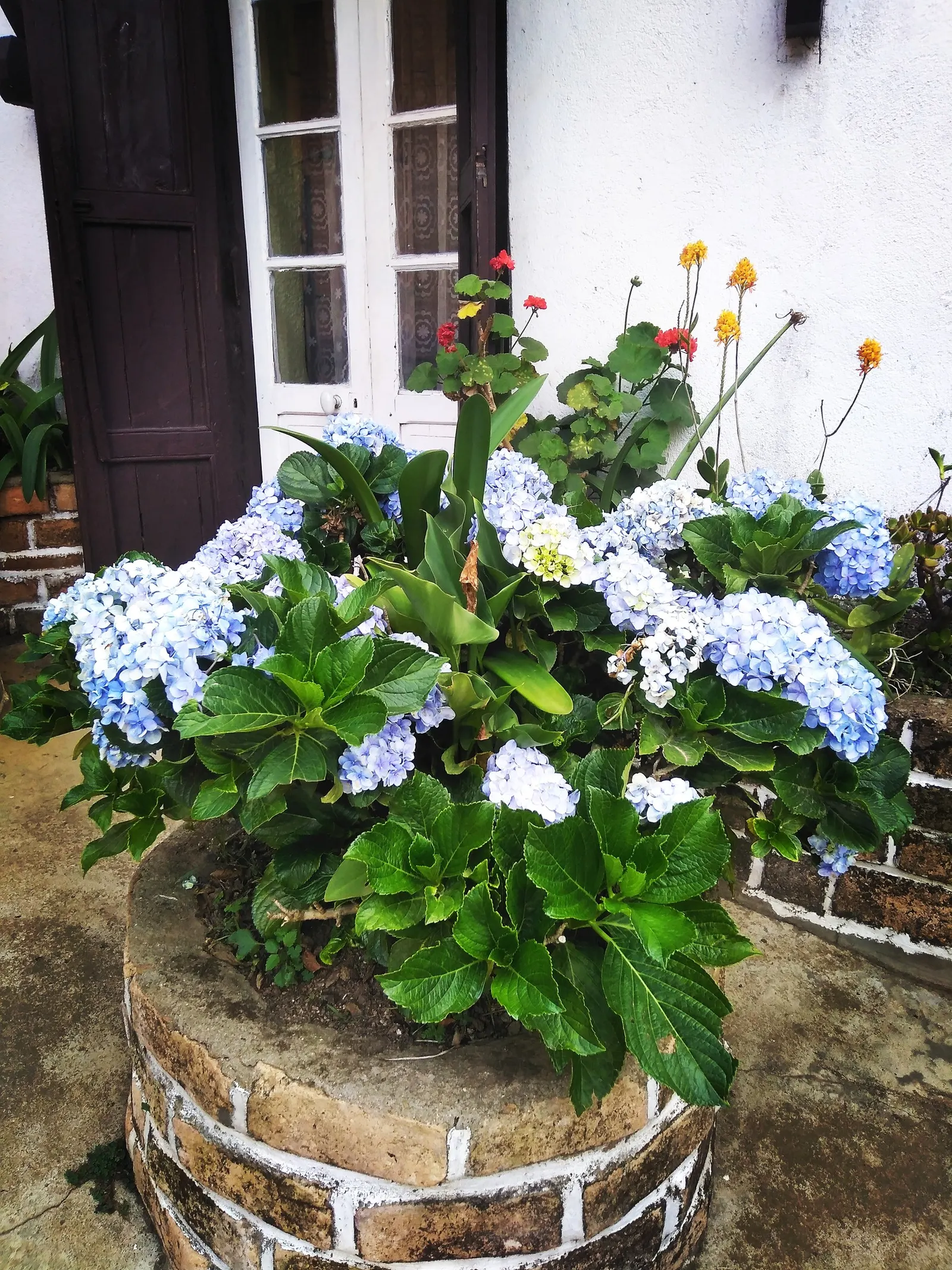 Bigleaf Hydrangea (Hydrangea Macrophylla) — while alkaline conditions produce pink blooms; ideal for partial shade, this deciduous shrub reaches, image 175