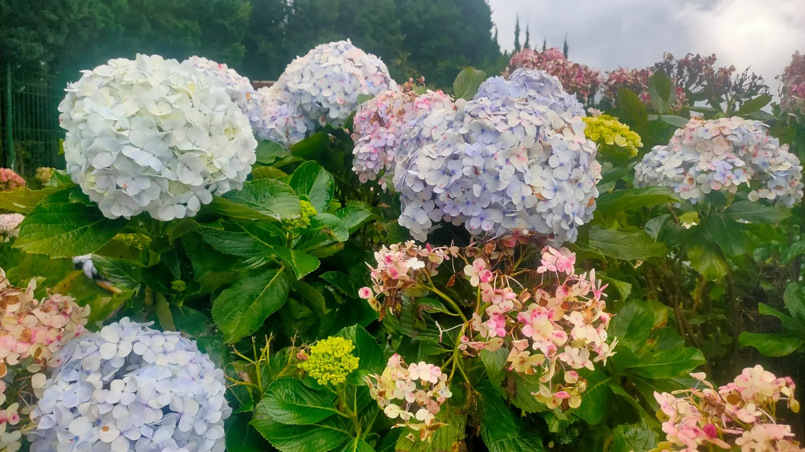 Bigleaf Hydrangea (Hydrangea Macrophylla) — lush presence in garden spaces; broad leaves that can reach up to 6 inches in length, image 54