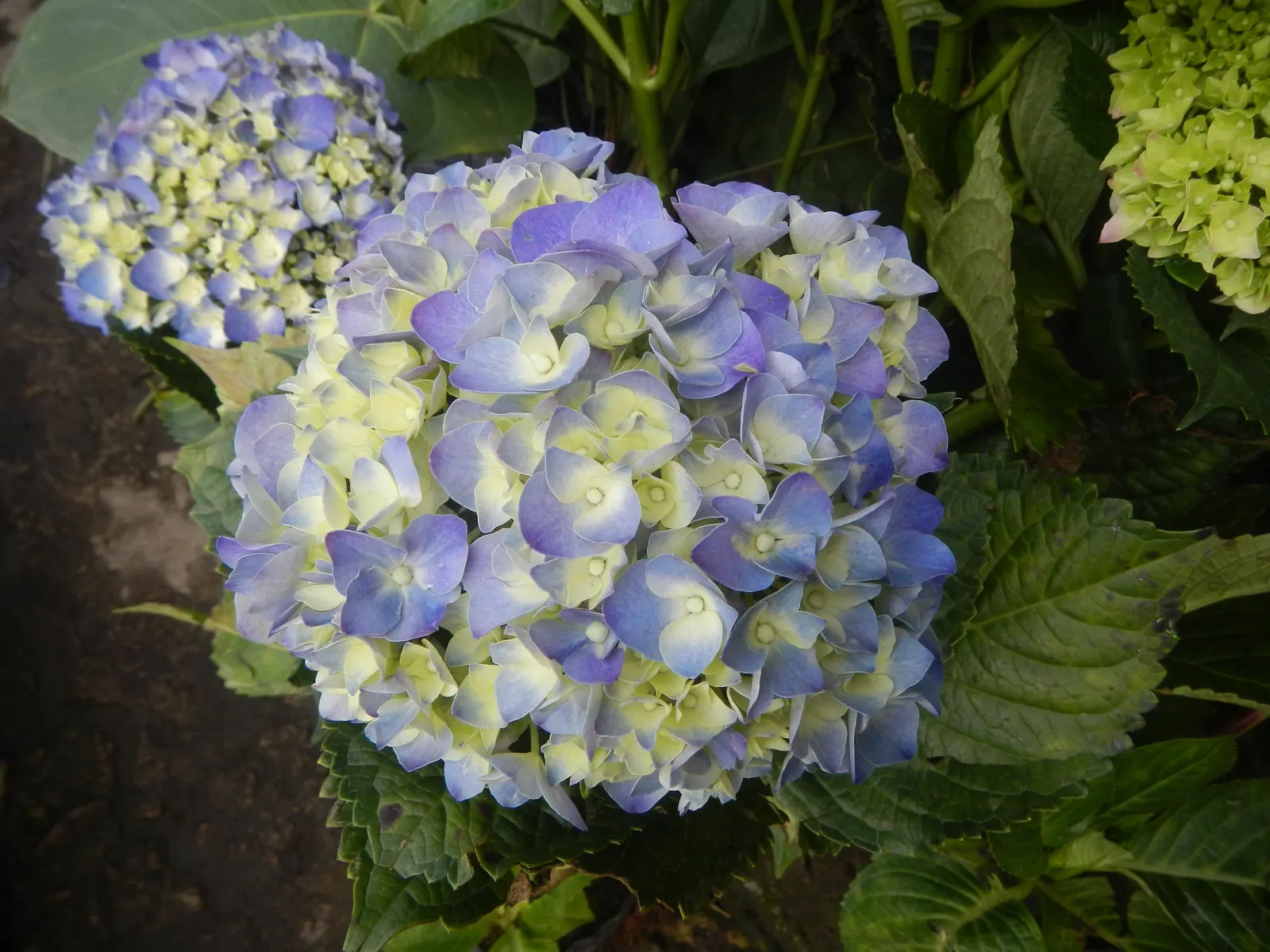 Bigleaf Hydrangea (Hydrangea Macrophylla) — Ideal for partial shade, this deciduous shrub reaches 3-6 feet in height and width; the plant's, image 164