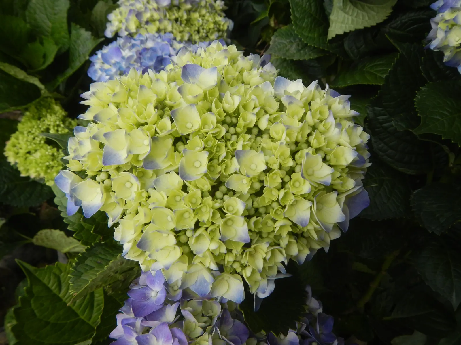 Bigleaf Hydrangea (Hydrangea Macrophylla) — native to Japan and China; although they can tolerate full sun in cooler climates if they receive adequate moisture