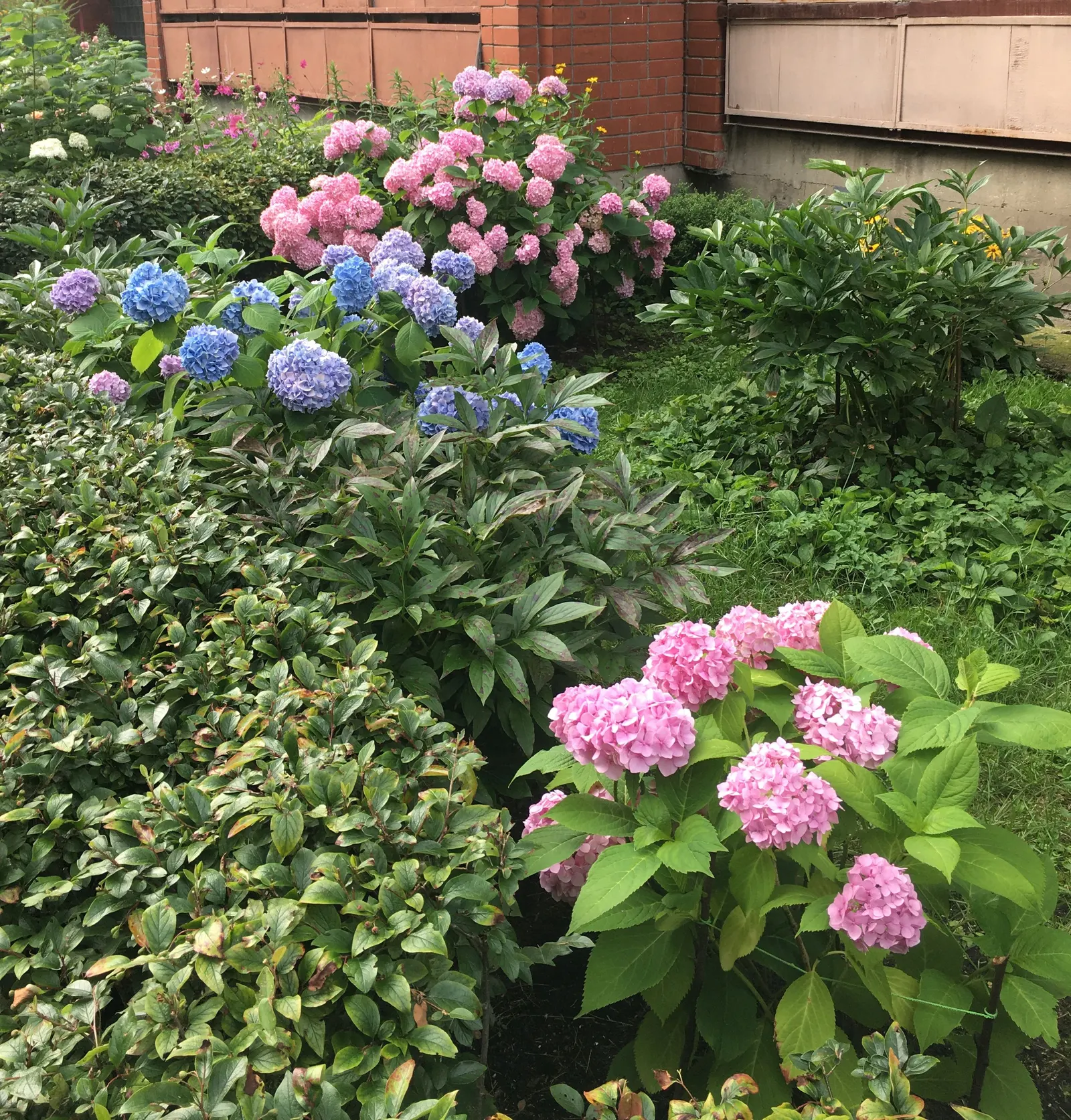 Bigleaf Hydrangea (Hydrangea Macrophylla) — native to Japan and China