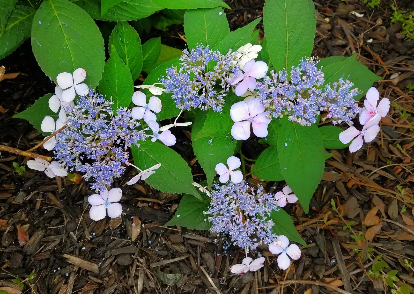 Bigleaf Hydrangea (Hydrangea Macrophylla) — although they can tolerate full sun in cooler climates if they receive adequate moisture; they thrive in, image 108