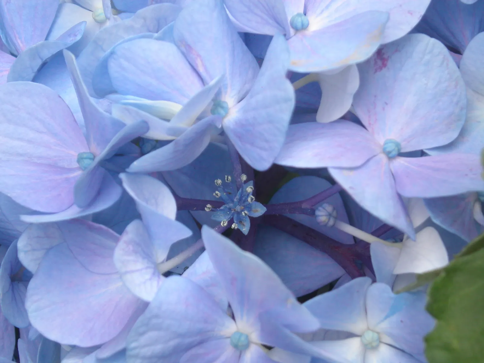 Bigleaf Hydrangea (Hydrangea Macrophylla) — lush presence in garden spaces; broad leaves that can reach up to 6 inches in length