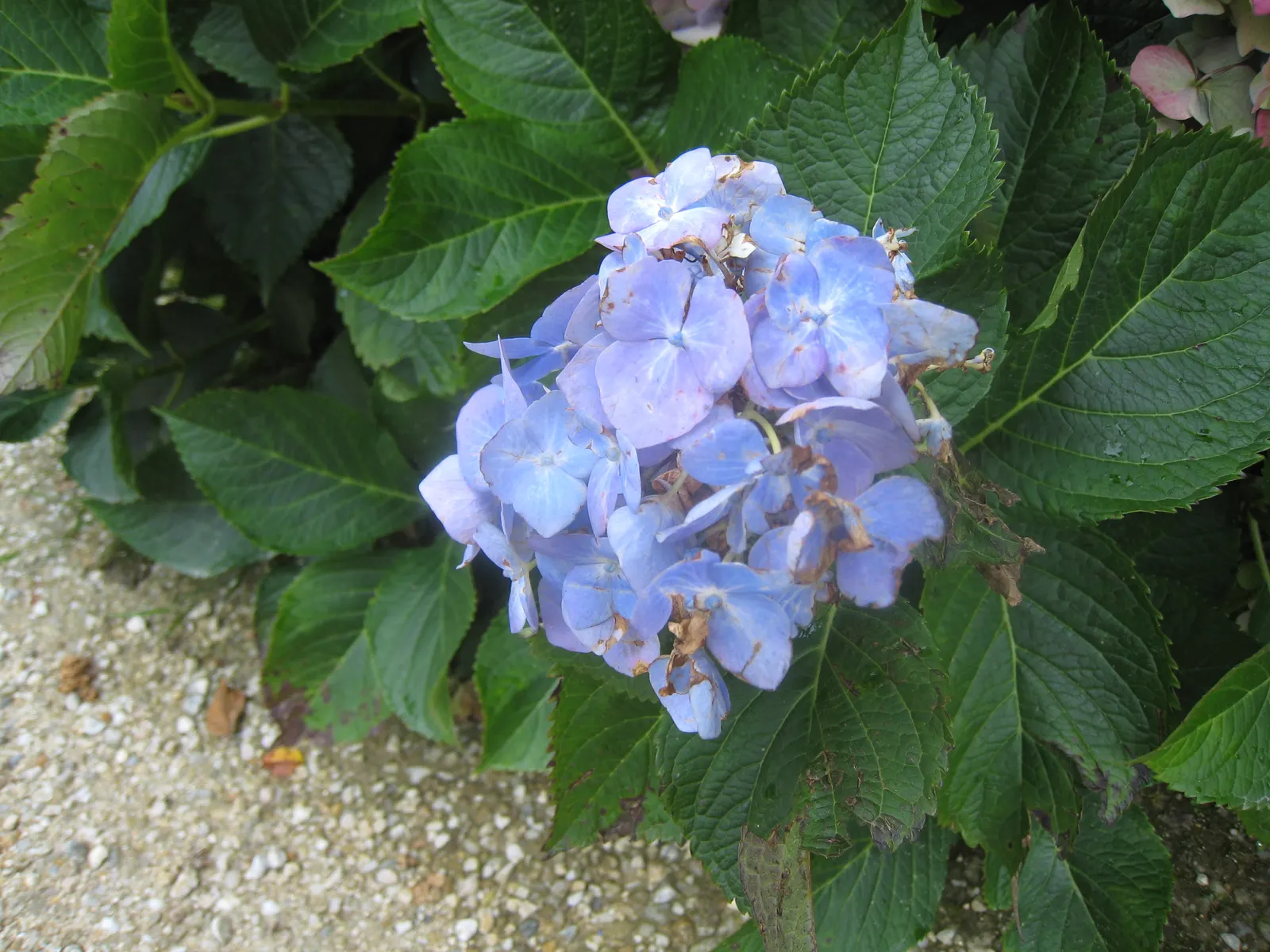 Bigleaf Hydrangea (Hydrangea Macrophylla) — Ideal for partial shade, this deciduous shrub reaches 3-6 feet in height and width; the plant's, image 49