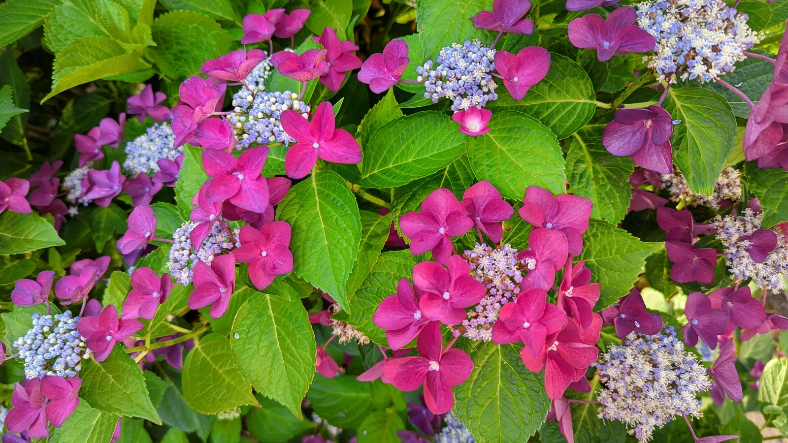 Bigleaf Hydrangea (Hydrangea Macrophylla) — is an enchanting flowering shrub that stands out as a versatile and vibrant addition to any landscape, image 120