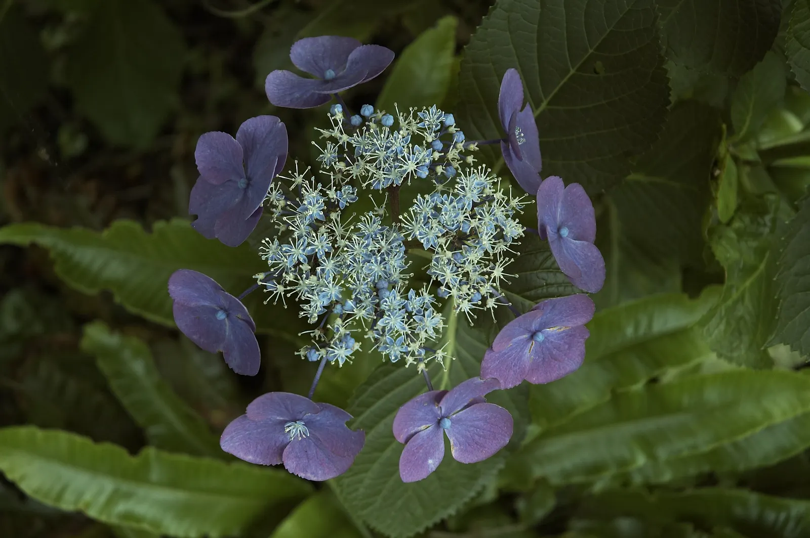 Bigleaf Hydrangea (Hydrangea Macrophylla) — with colors ranging from pink to blue depending on soil pH