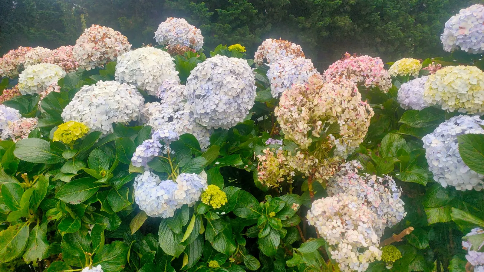 Bigleaf Hydrangea (Hydrangea Macrophylla) — depending on the soil's pH level - acidic soils yield blue flowers; and it requires moderate maintenance, image 128