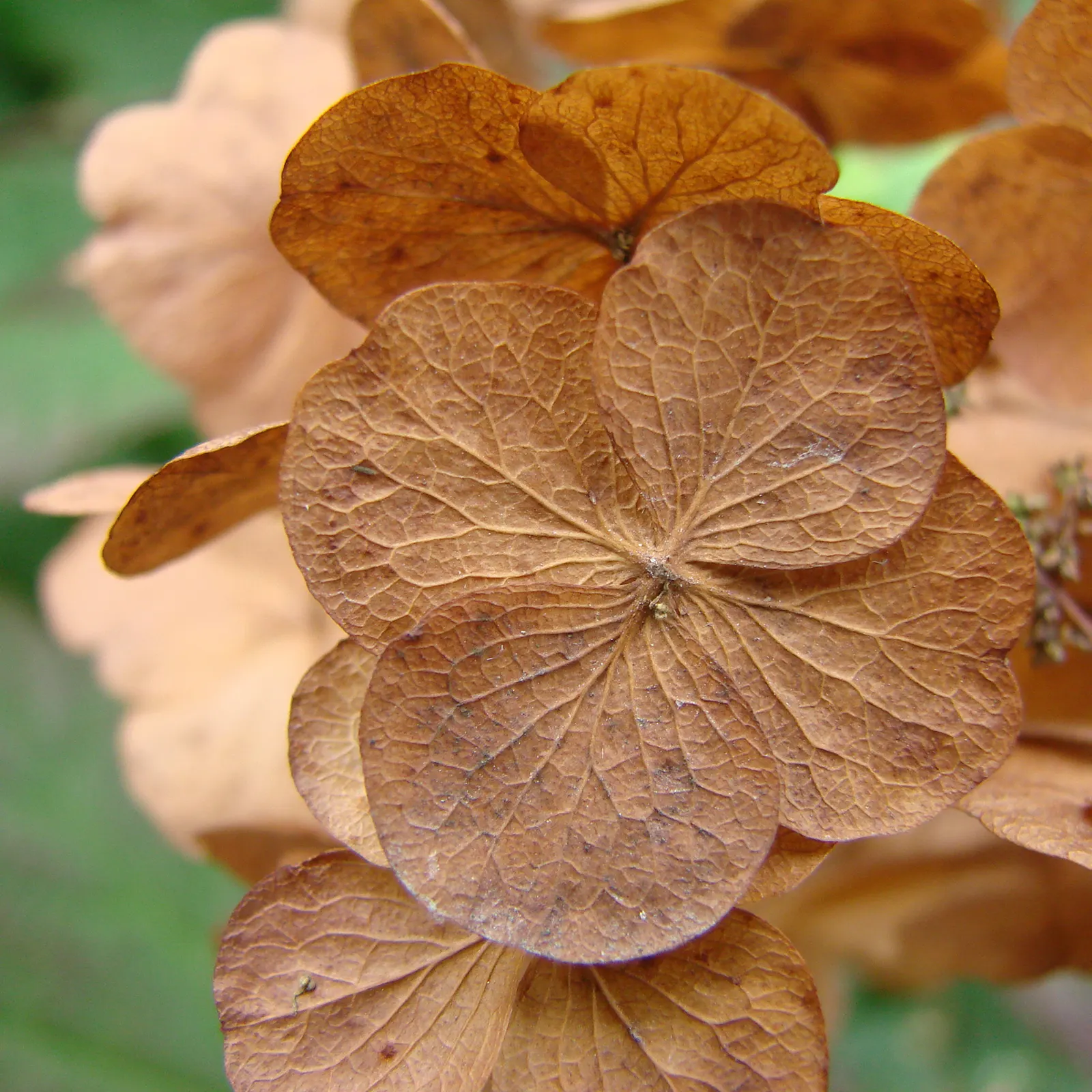 Bigleaf Hydrangea (Hydrangea Macrophylla) — showy blooms up to 12 inches across; it prefers well-drained, moist soil and thrives in USDA zones 6-9, image 162